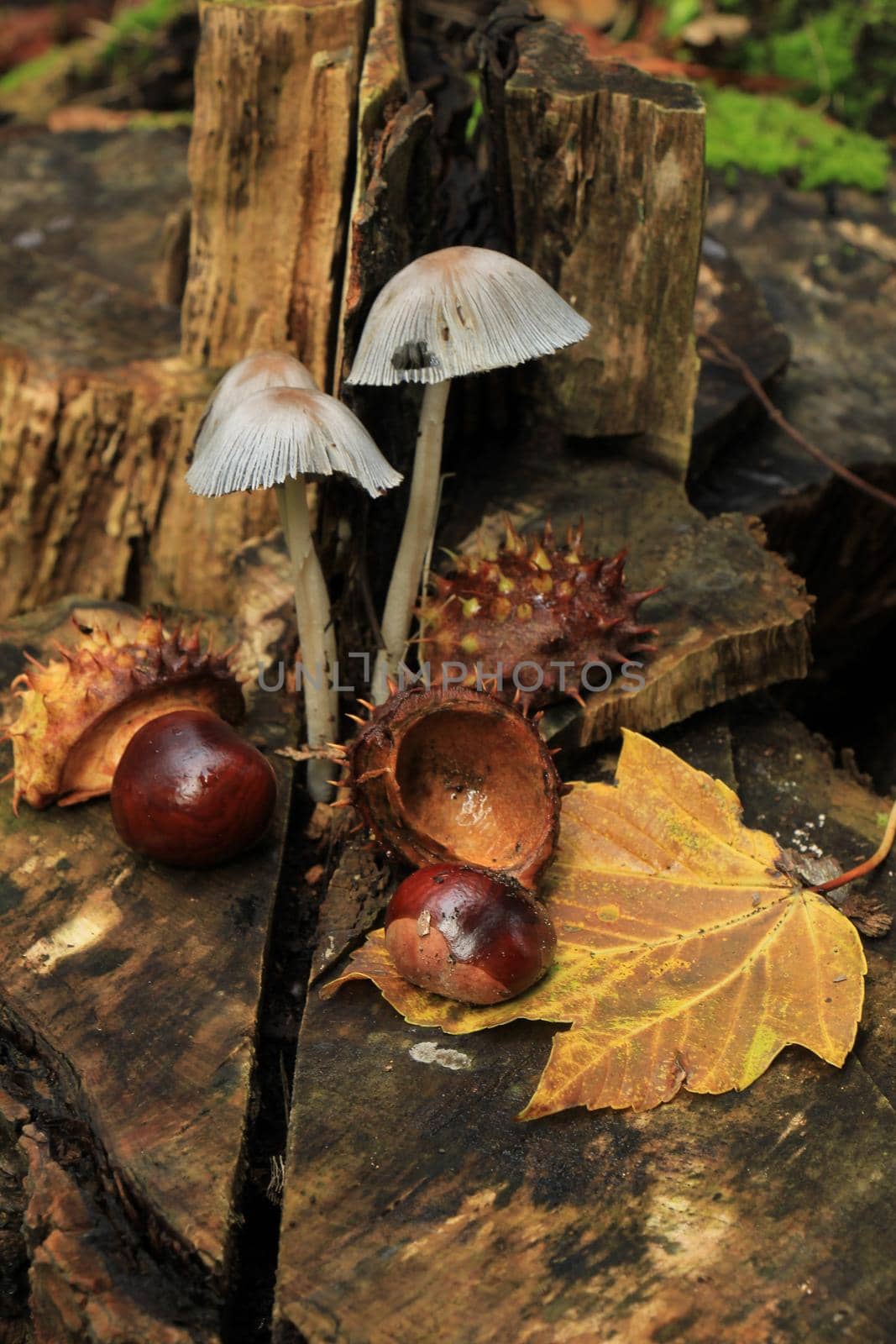 Autumn still life in a fall forest: mushrooms, chestnuts and leaves