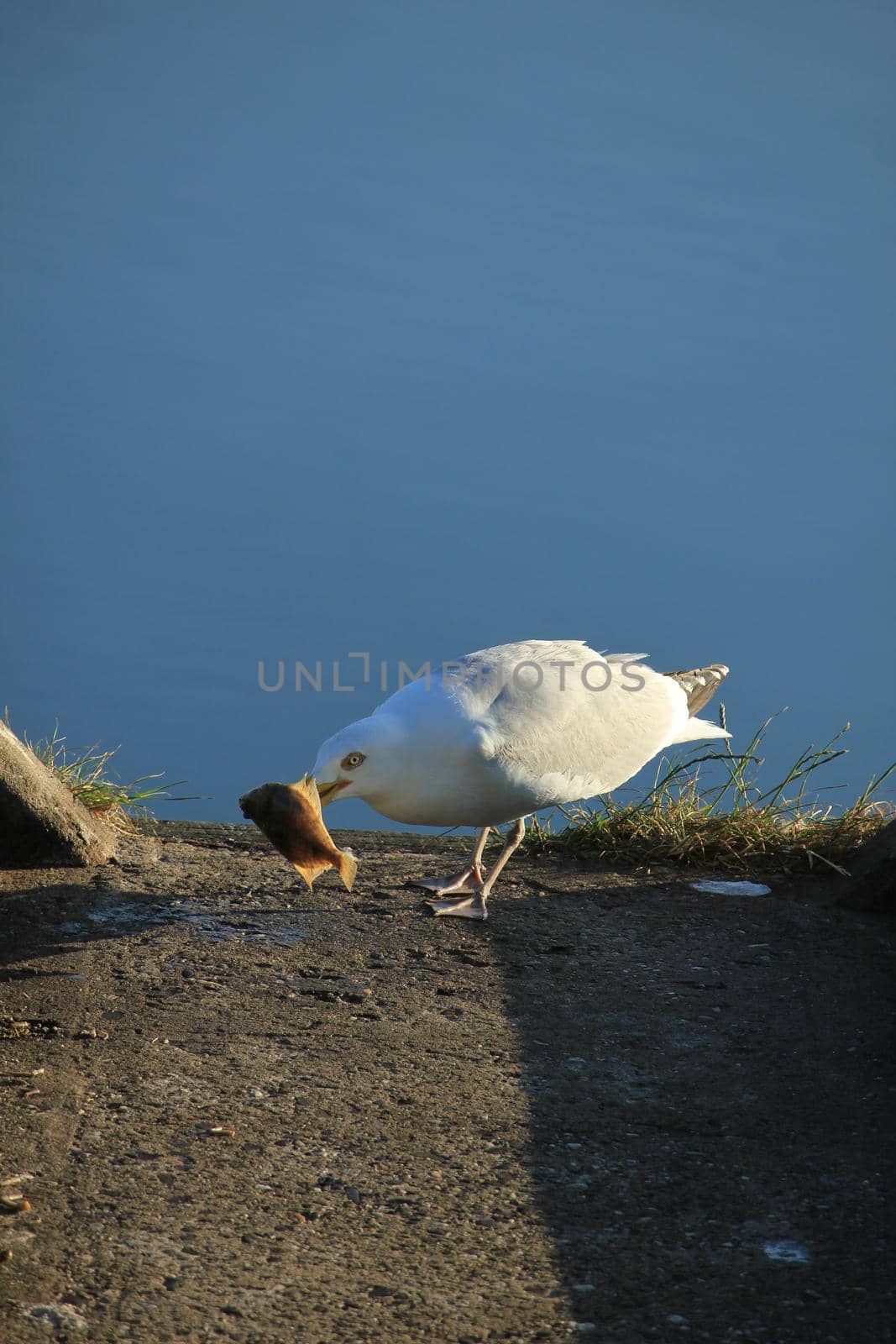 A Seagull eating his breakfast, a fresh fish
