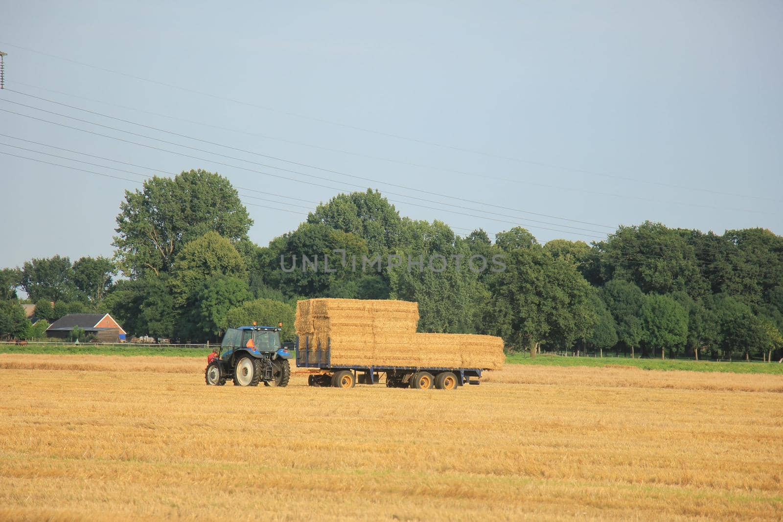 Tractor in a field, harvesting grain in the late afternoon sun