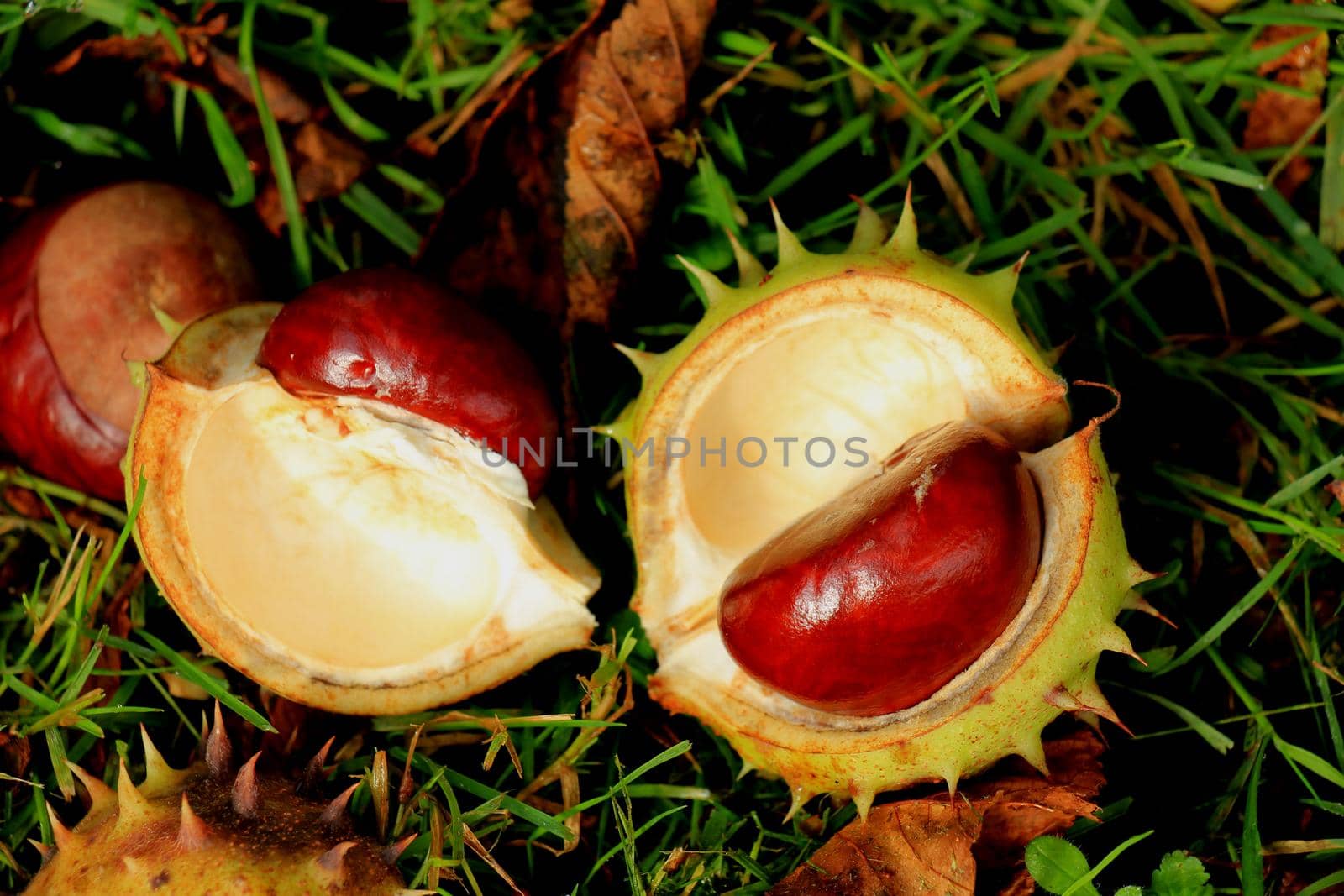 Chestnuts the grass in an autumn forest