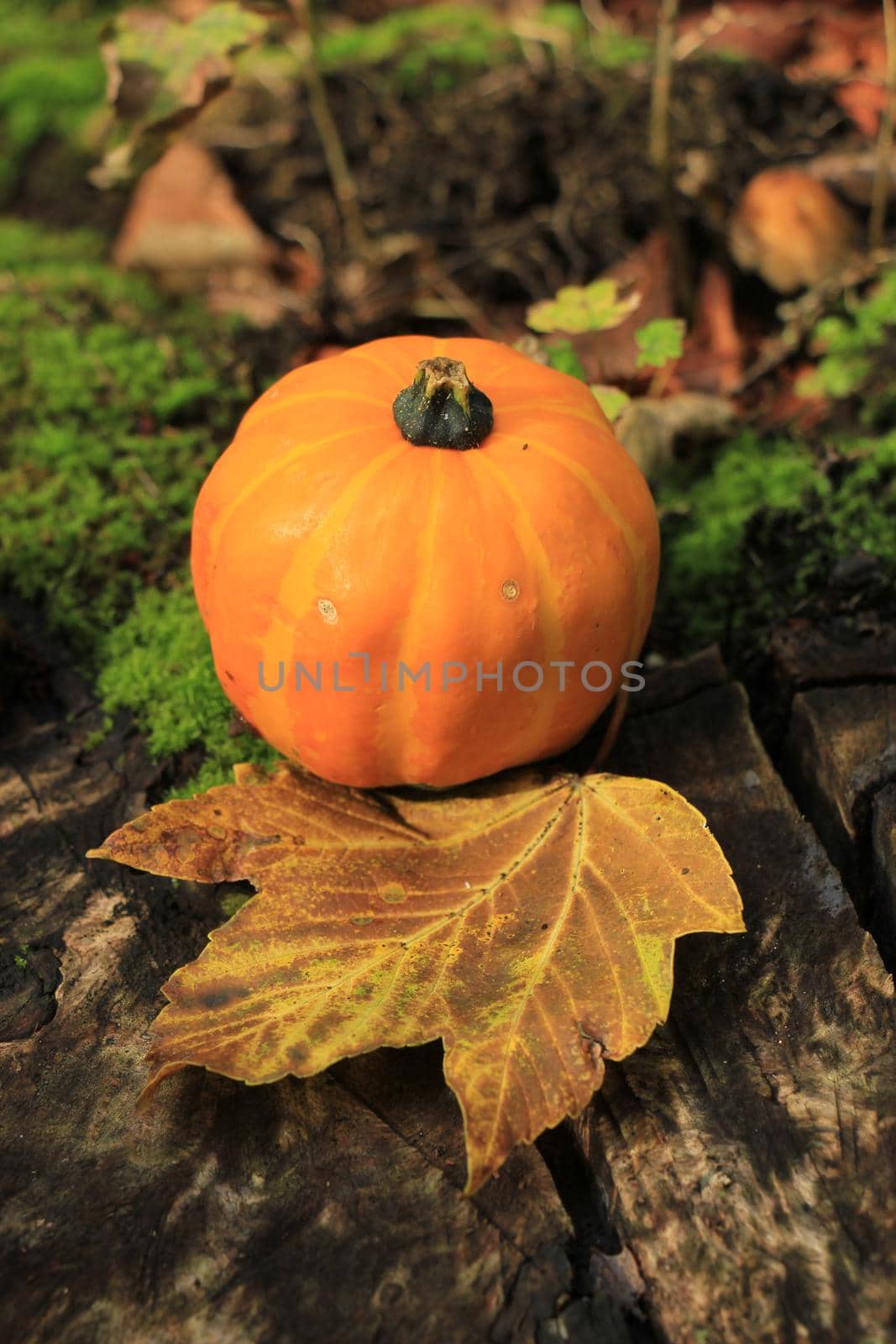 Autumn still life in a fall forest: Pumpkin and maple leaf by studioportosabbia