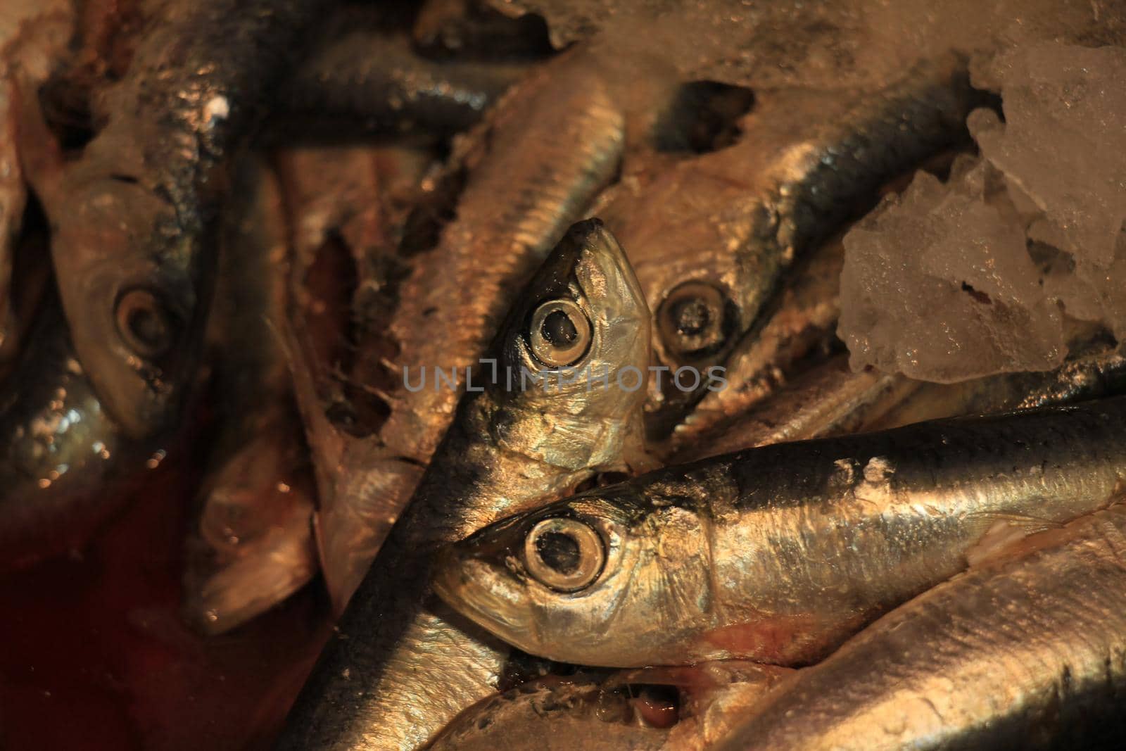 Fresh sardines or pilchards on crushed ice in a fish shop