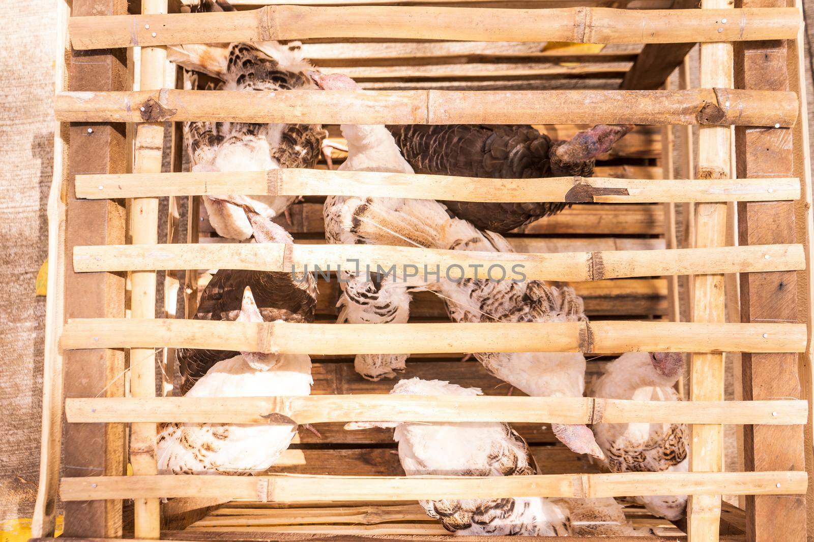Selling exotic birds locked in a wooden cage in a market of Managua Nicaragua