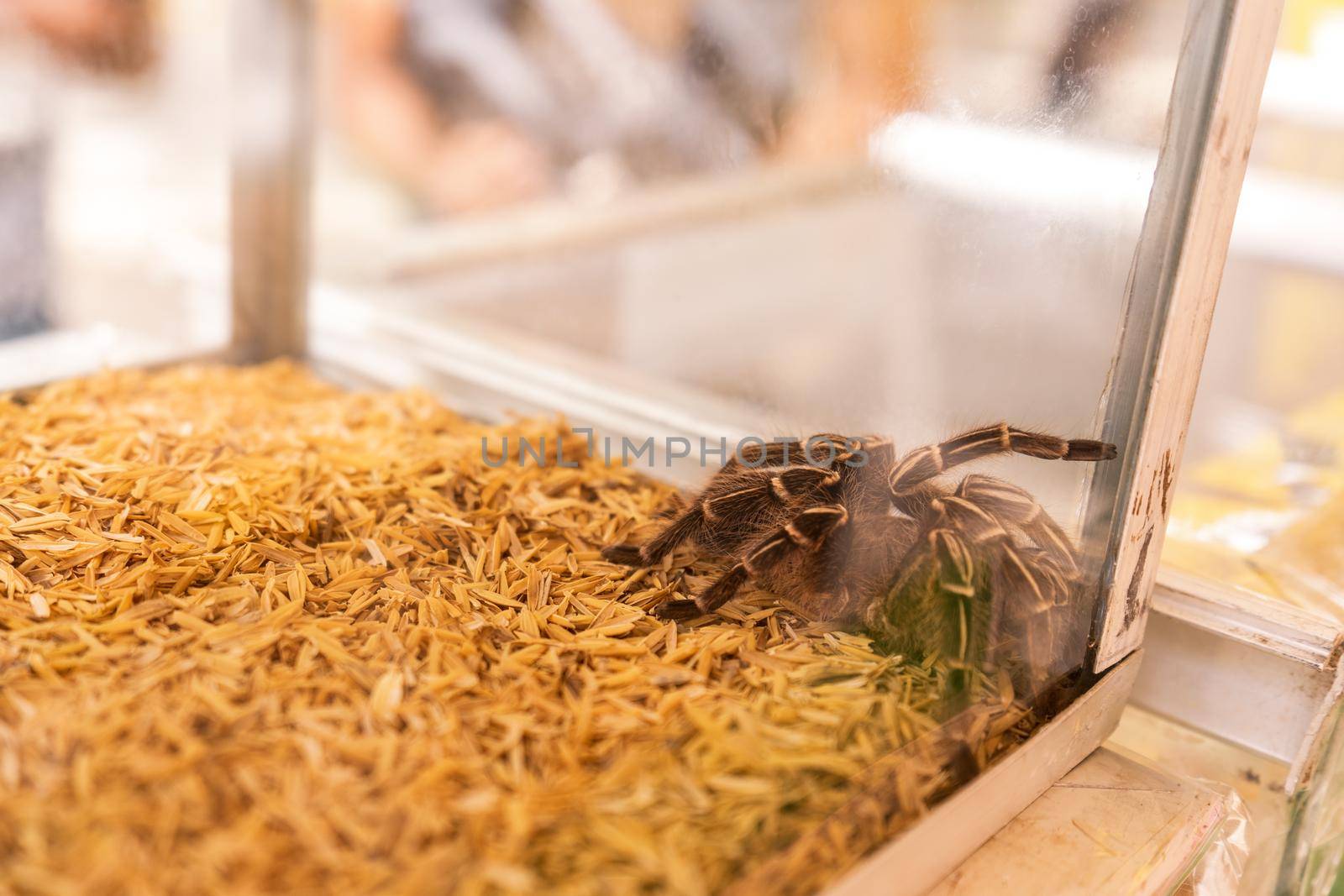 Pet tarantula inside a glass tank at an exotic pet store by cfalvarez