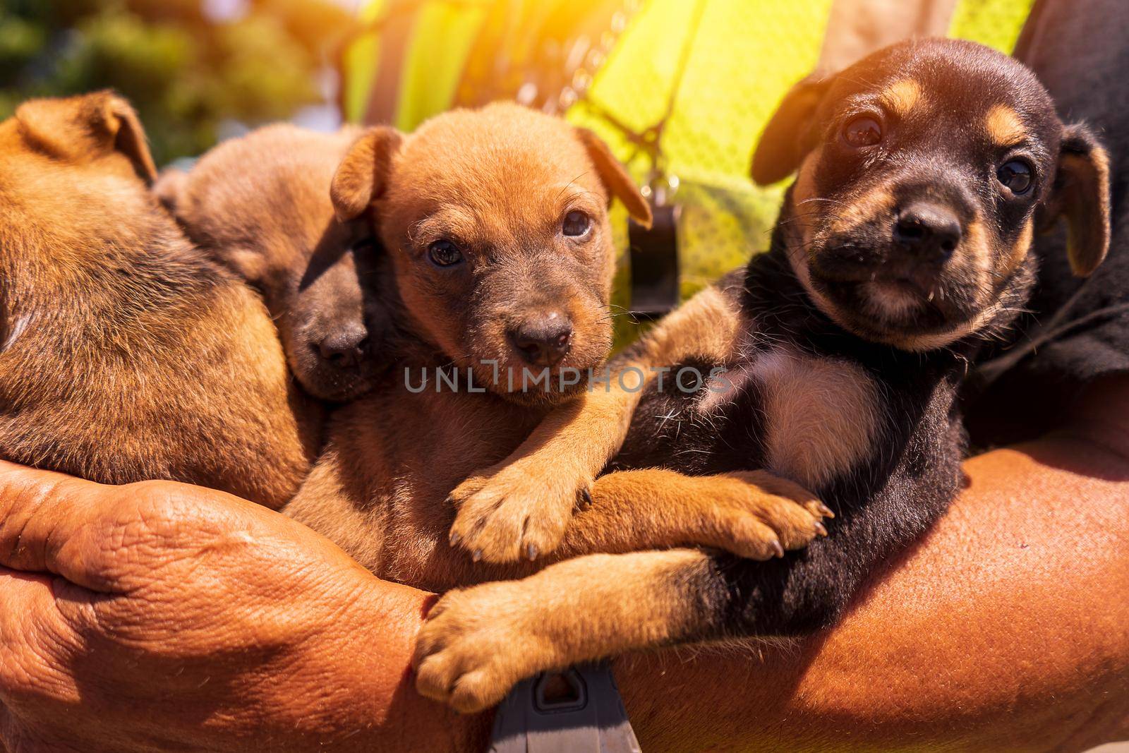 Closeup of a group of dog puppies held in the hands of a Latino man outdoors