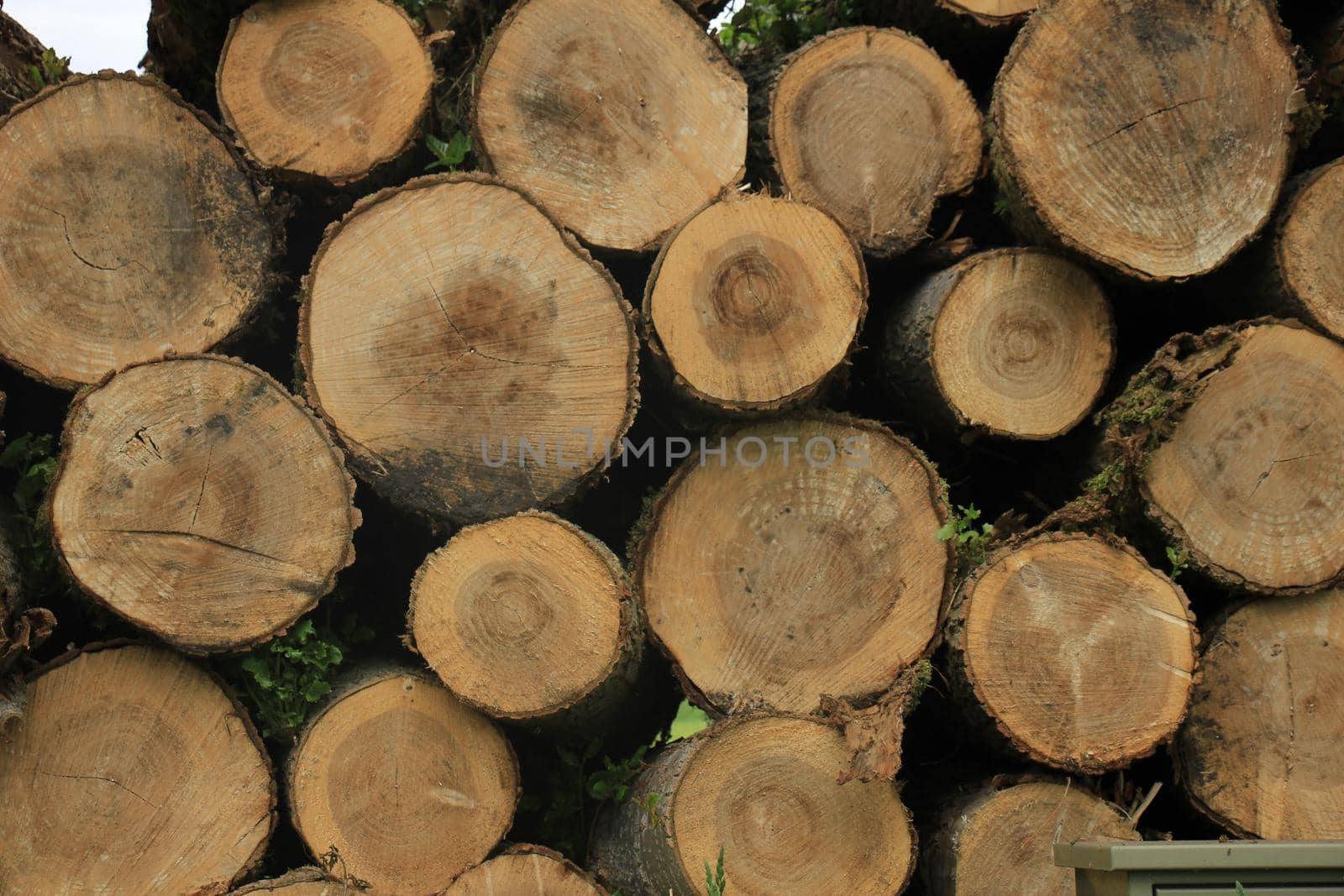 Big piles of chopped fuel wood in a forest