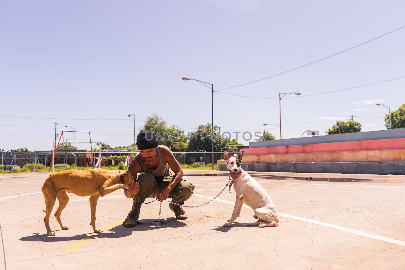 Latin man showing his love to animals with two mongrel dogs by cfalvarez