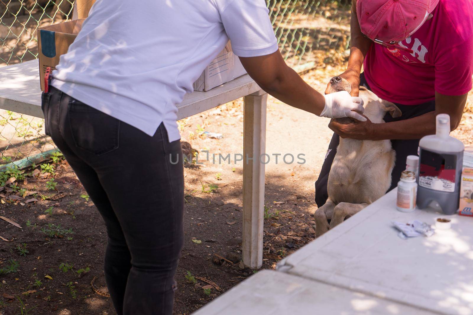 Latina veterinarian giving an oral vaccine to a stray dog in Managua, Nicaragua