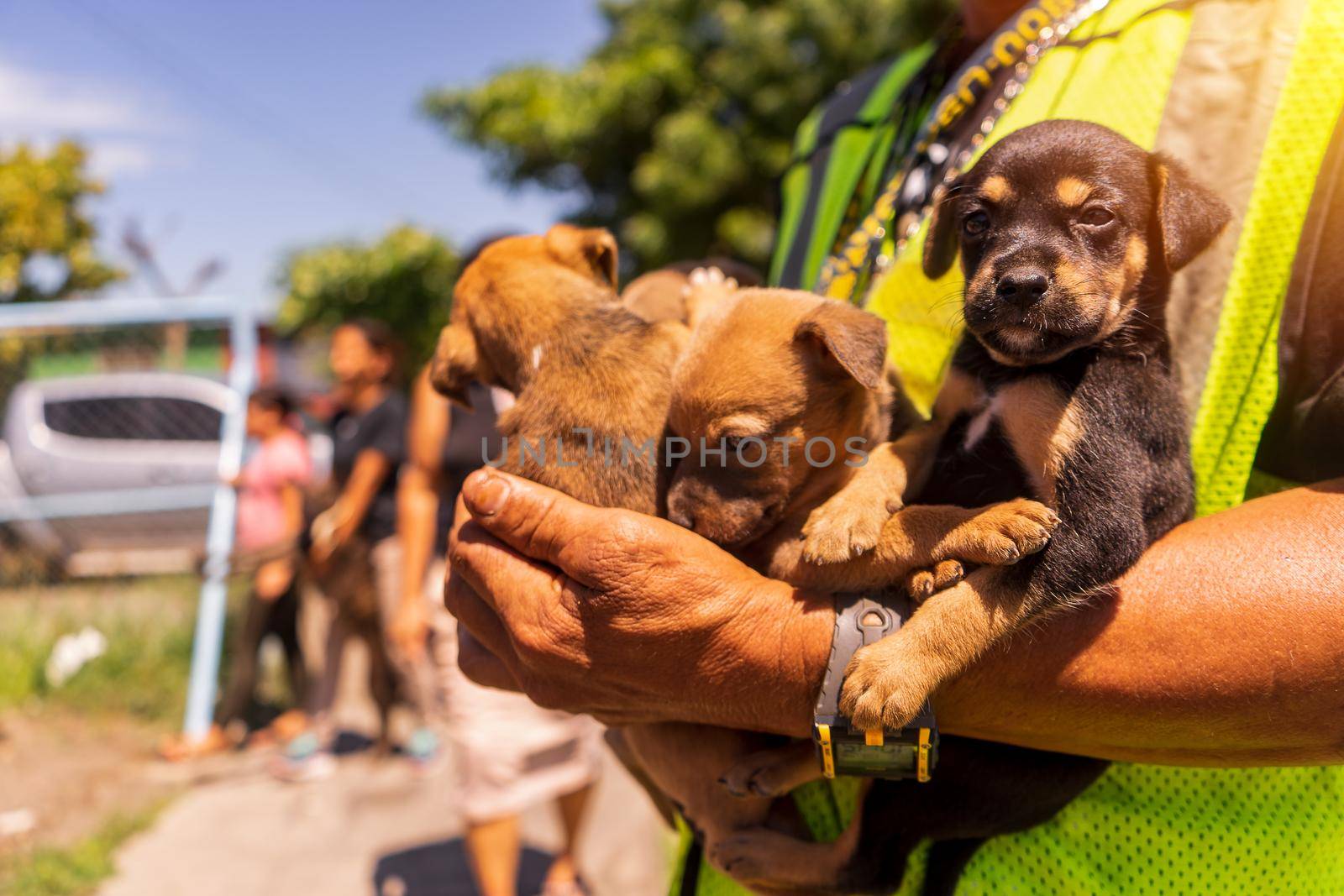 Latino Man in a vest holding a group of dog puppies in his arms in latin america