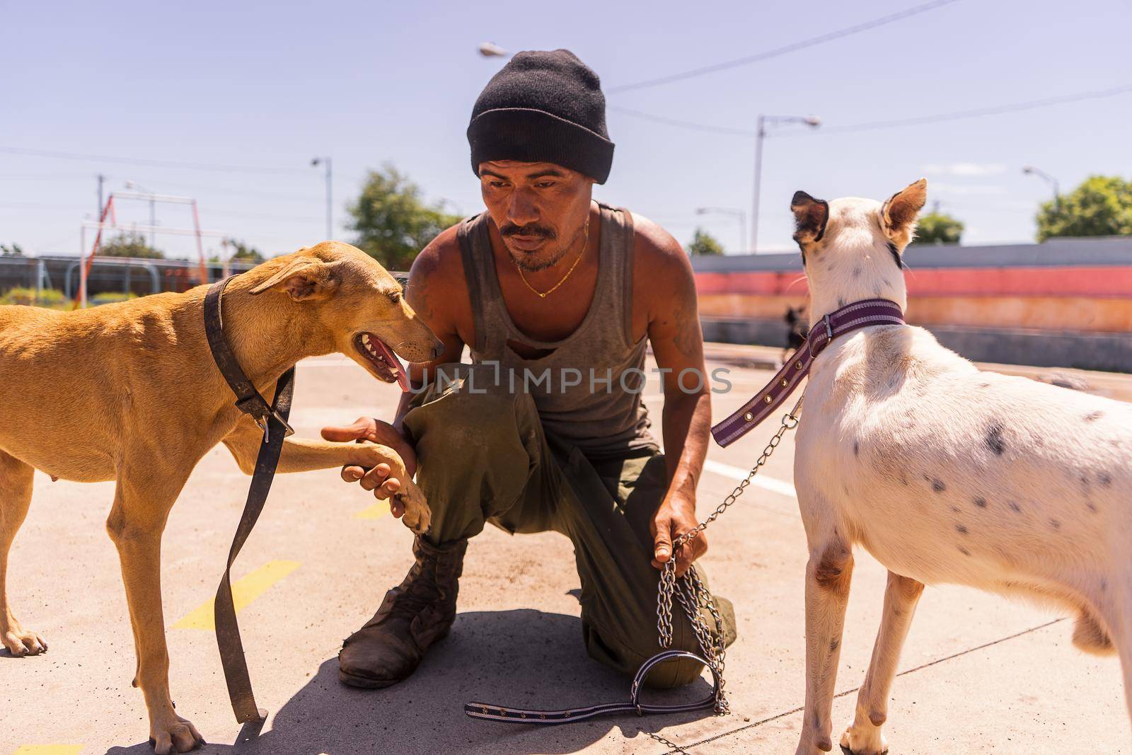Latin man training his two pets, two mongrel dogs in Managua, Nicaragua