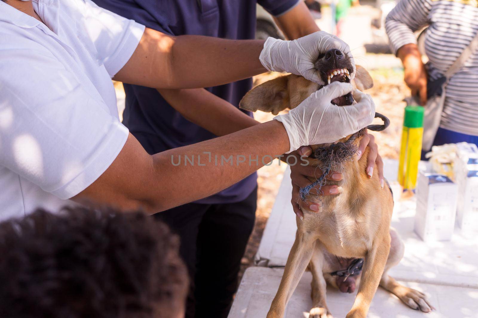 Closeup on the hands of a Latina veterinarian giving a vaccine to a stray dog by cfalvarez