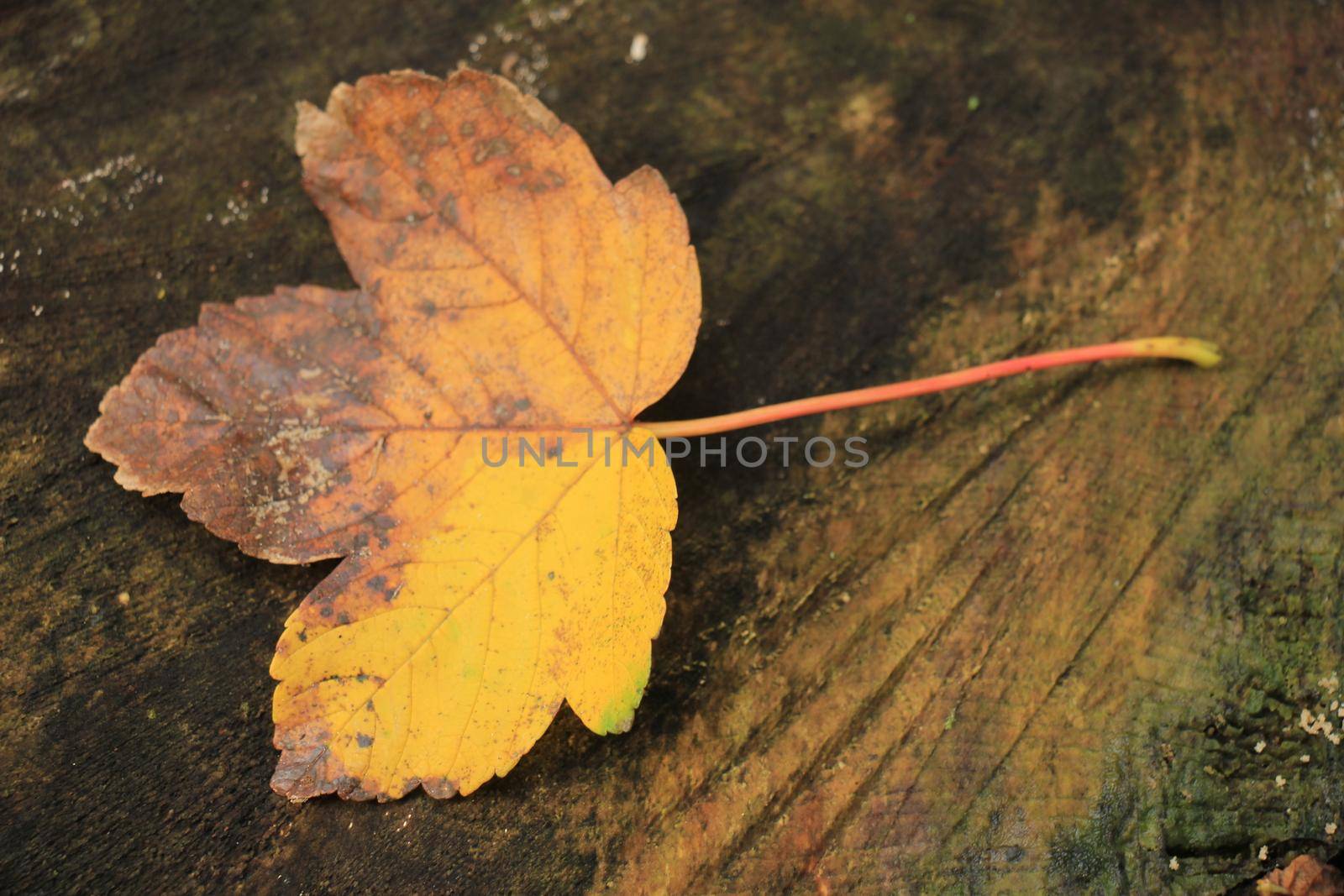 yellow maple leaf on wet wood in an autumn forest