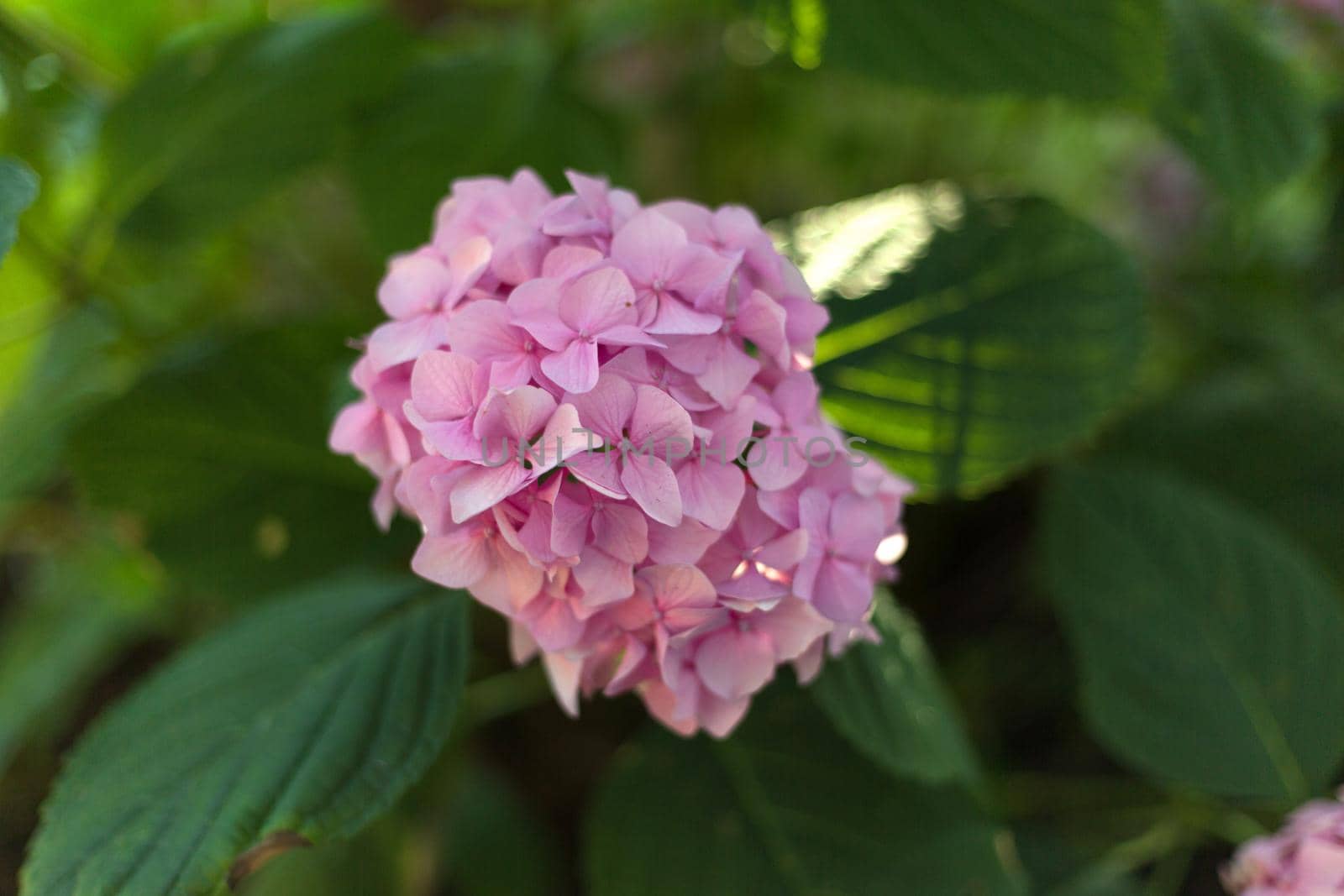 Close up light pink hortensia fresh flowers blur background