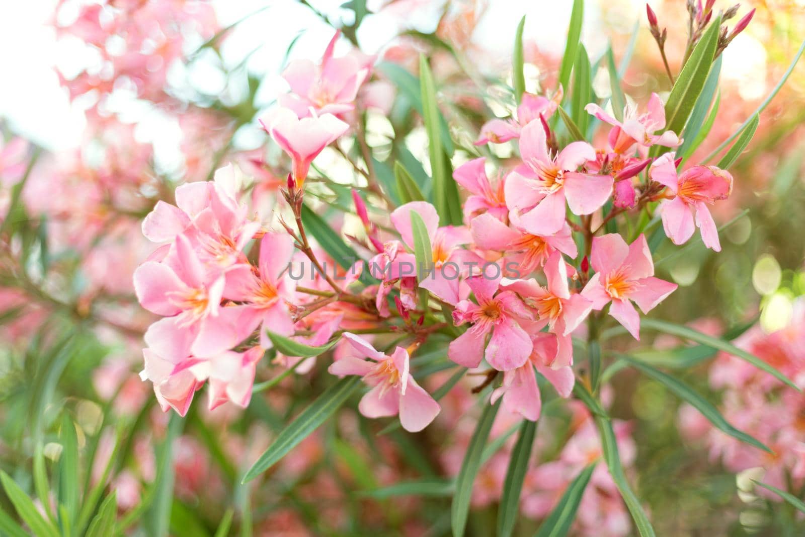 Beautiful pink oleander flowers on blur green leaves background.