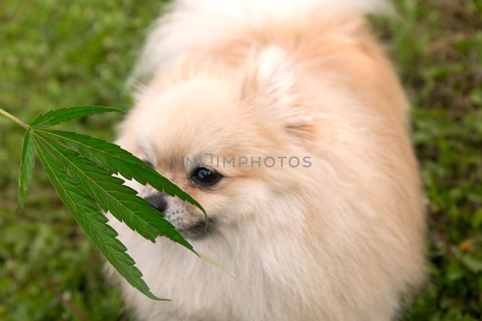 Little dog sniffing cannabis leaf.