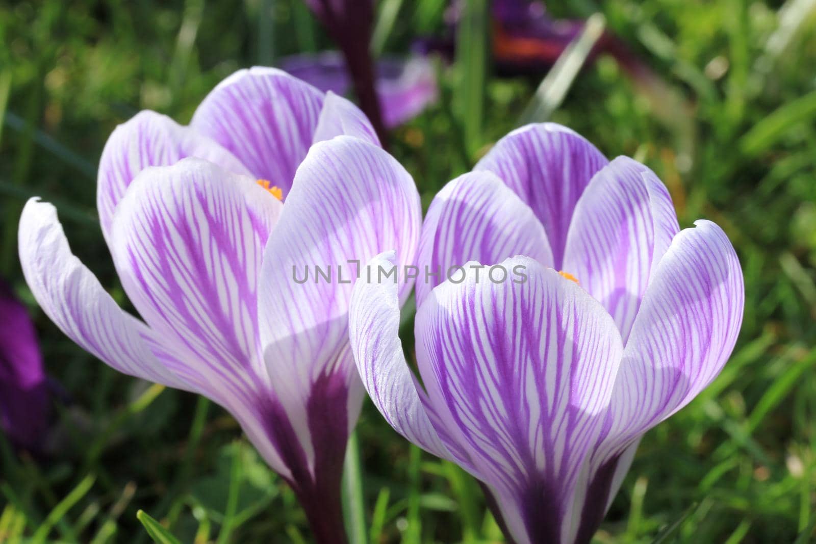 Purple and white crocuses on a field