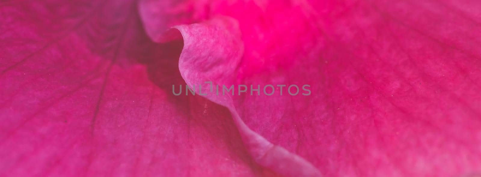 BANNER Macro abstract real beautiful nature cute background. Bright pink purple gentle soft petals bloom tropical flower plant blossom. Floral botanical design decor. Greeting happy summer sun card by nandrey85