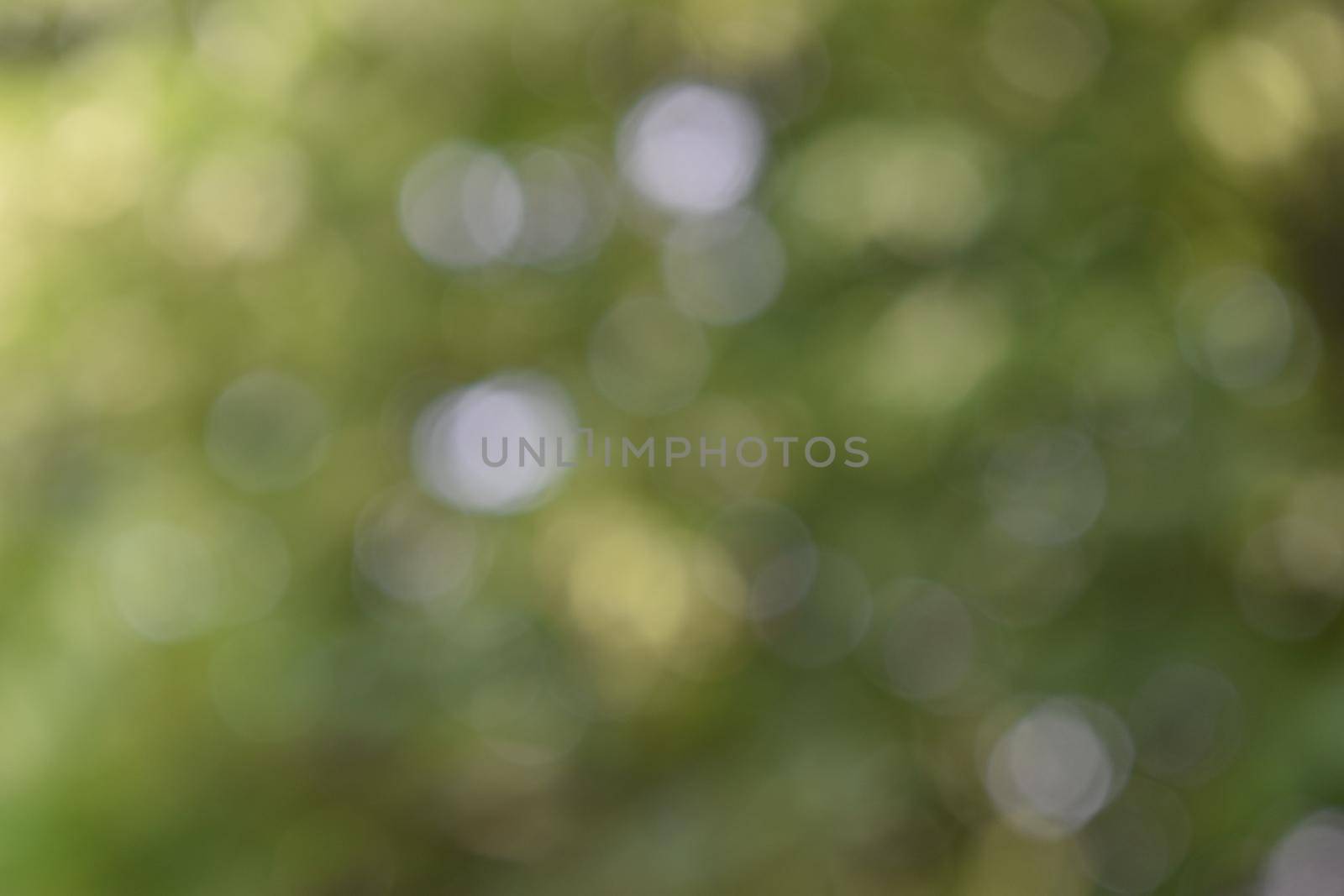 abstract blur green color for background,blurred and defocused effect by VeekSegal