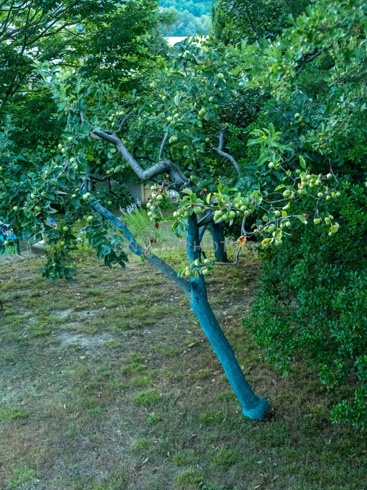 greenc copper on organic fruit trees in the farm in Piacenza Italy by verbano