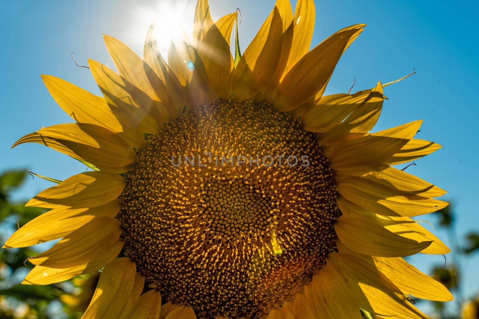 Half of a sunflower flower against a blue sky. The sun shines through the yellow petals. Agricultural cultivation of sunflower for cooking oil. by Matiunina