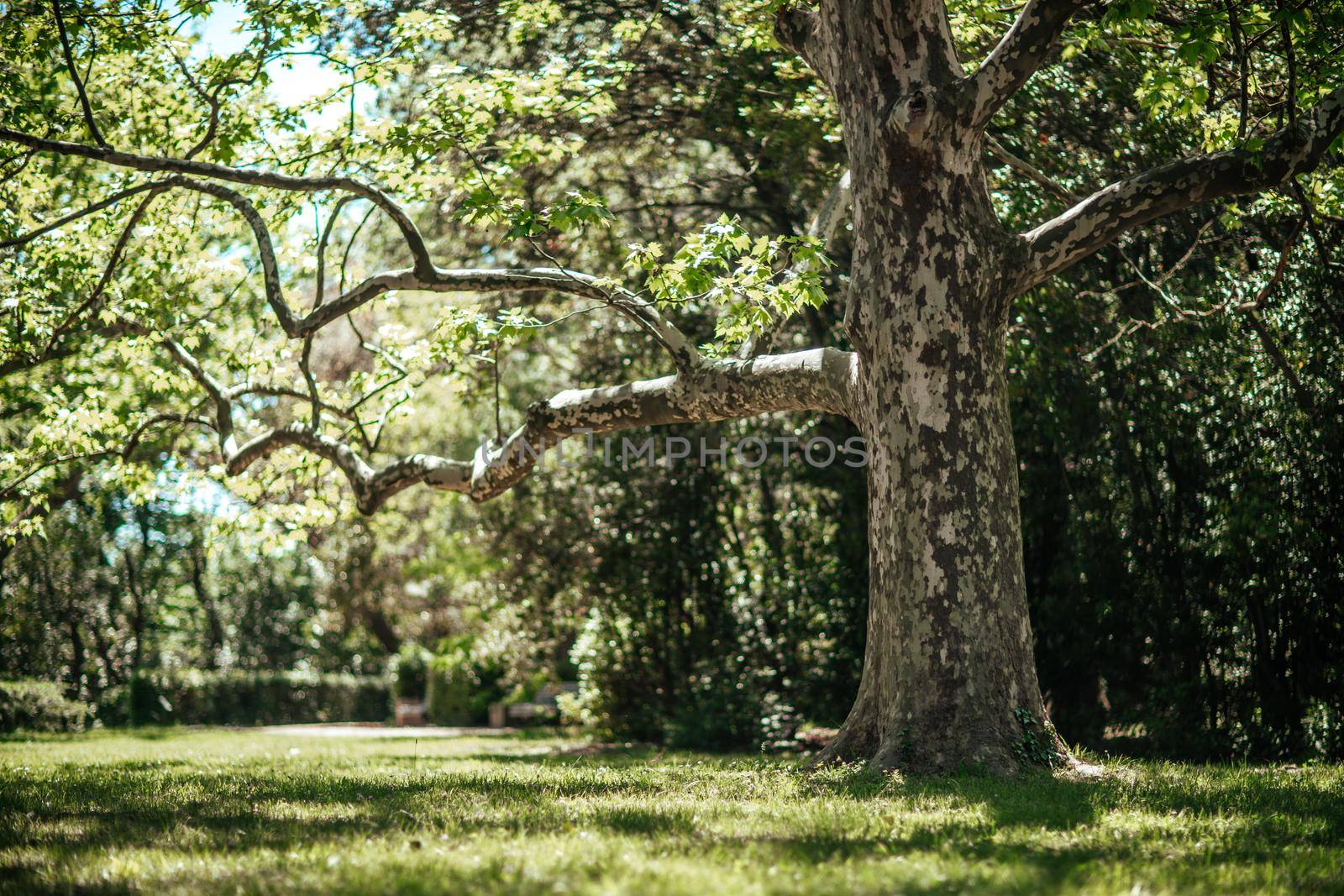 beautiful park with large and thorny trees. by Matiunina