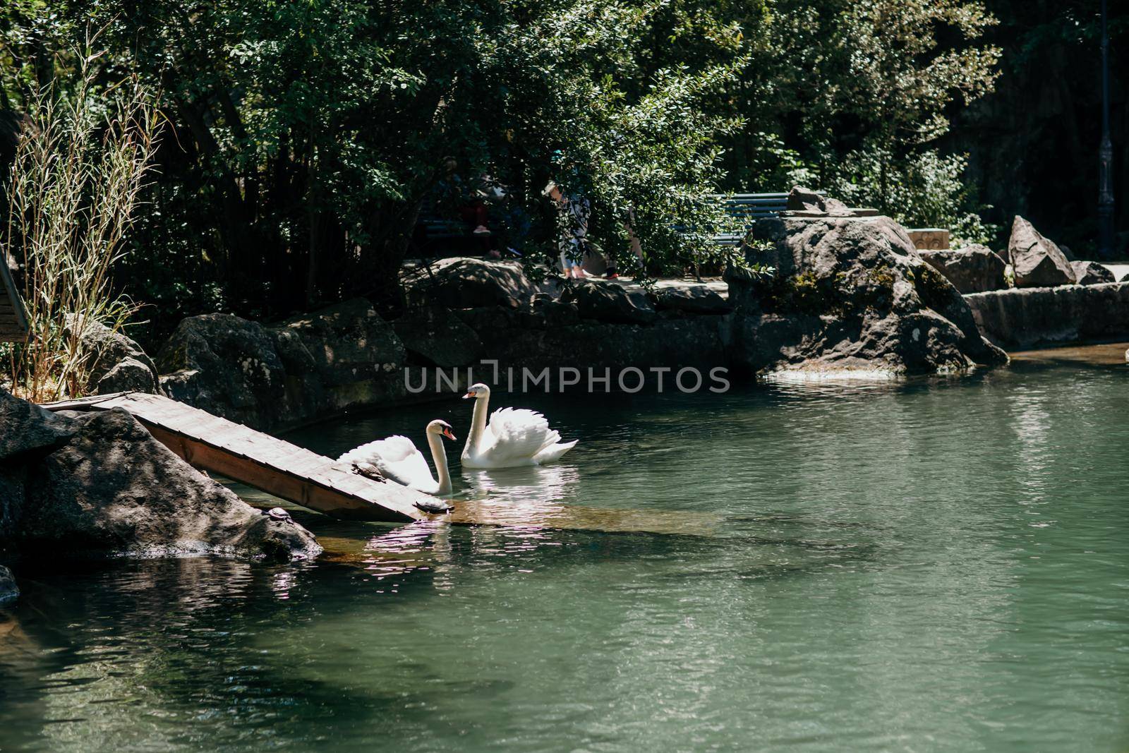 swan on blue lake water in sunny day, swans on pond, nature series. by Matiunina