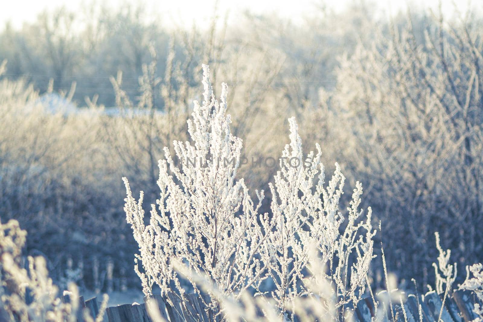 Frozen and snow covered twigs of field grass at sunny winter day. Beautiful winter landscape season. frost beauty grass on nature background