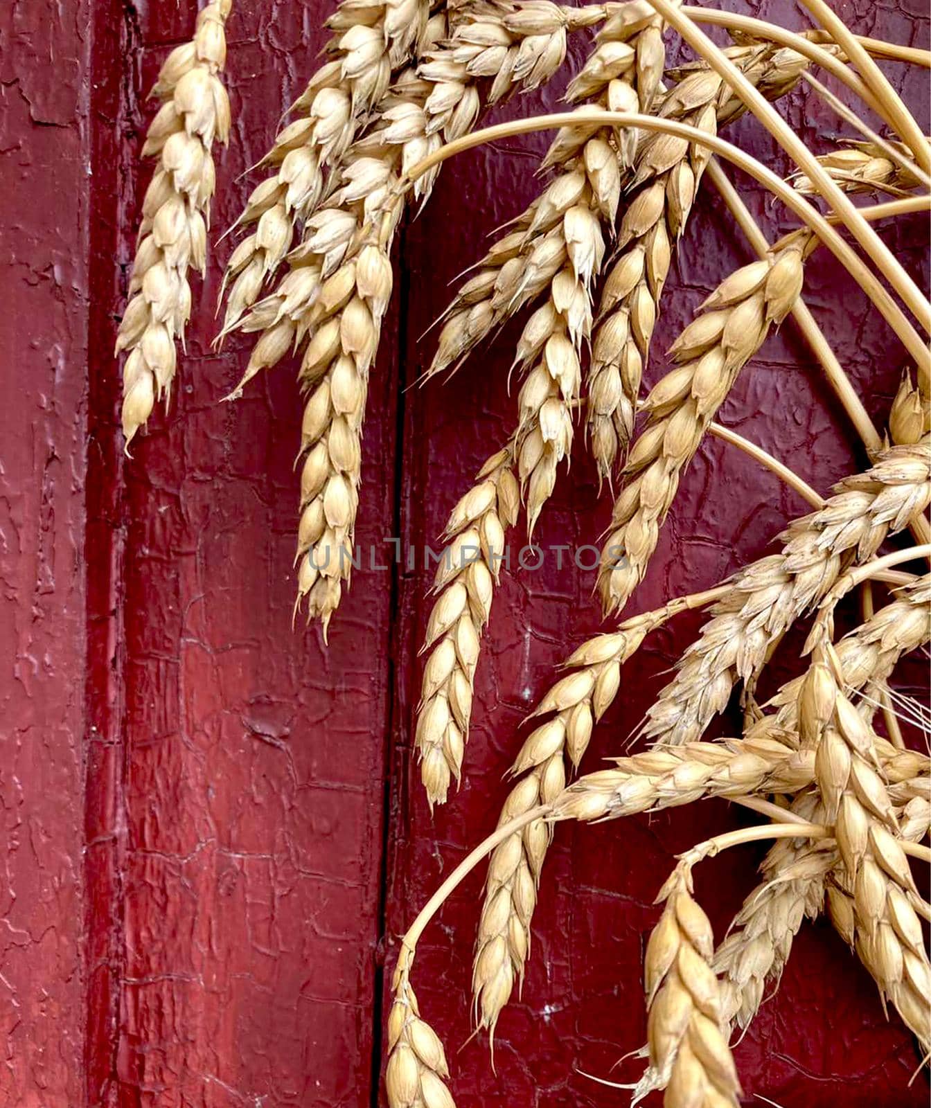 Ears of wheat against the background of a wooden red painted wall. High quality photo