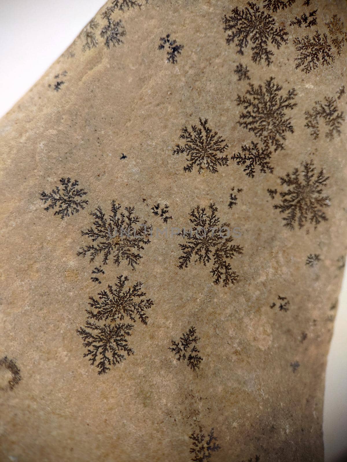Macrophotography.Natural textured snowflake pattern on stone .Texture or background