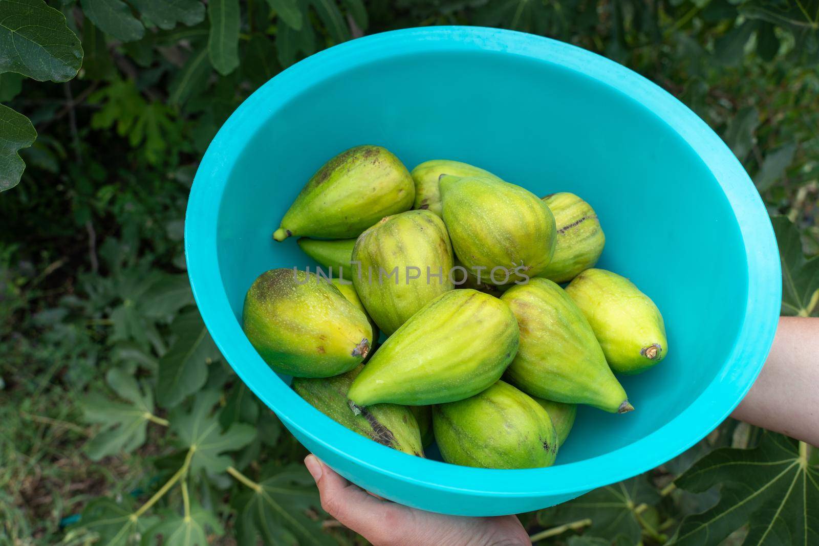 Fresh ripe green figs in a bowl. by Matiunina