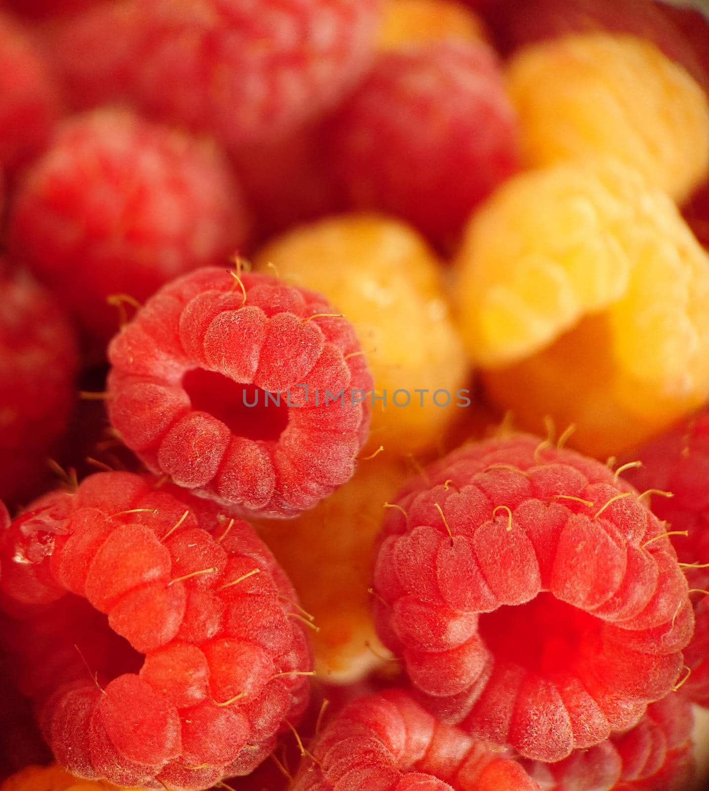 Macrophotography.A handful of ripe garden raspberries of red-yellow color.Texture or background