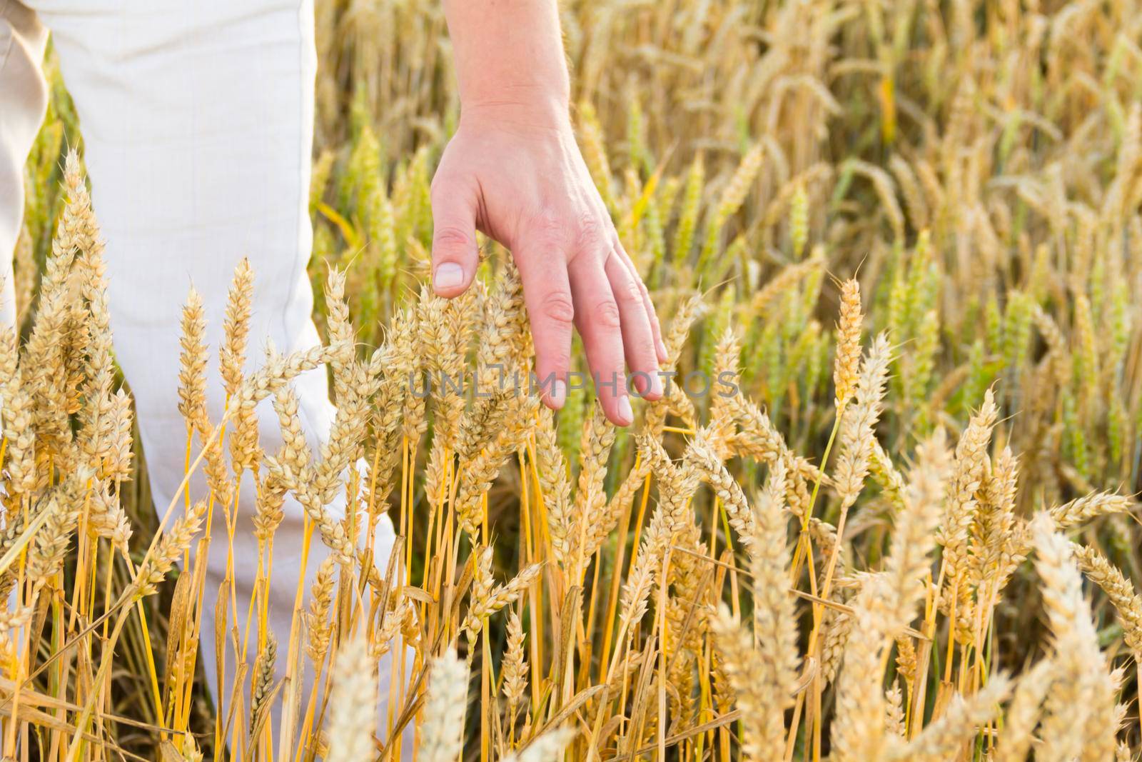Wheat ears close-up against the background of the setting sun, blue sky and sunlight. The hand holds a bouquet of wheat. It's time to harvest. The food crisis in the world. A field for harvesting bread.