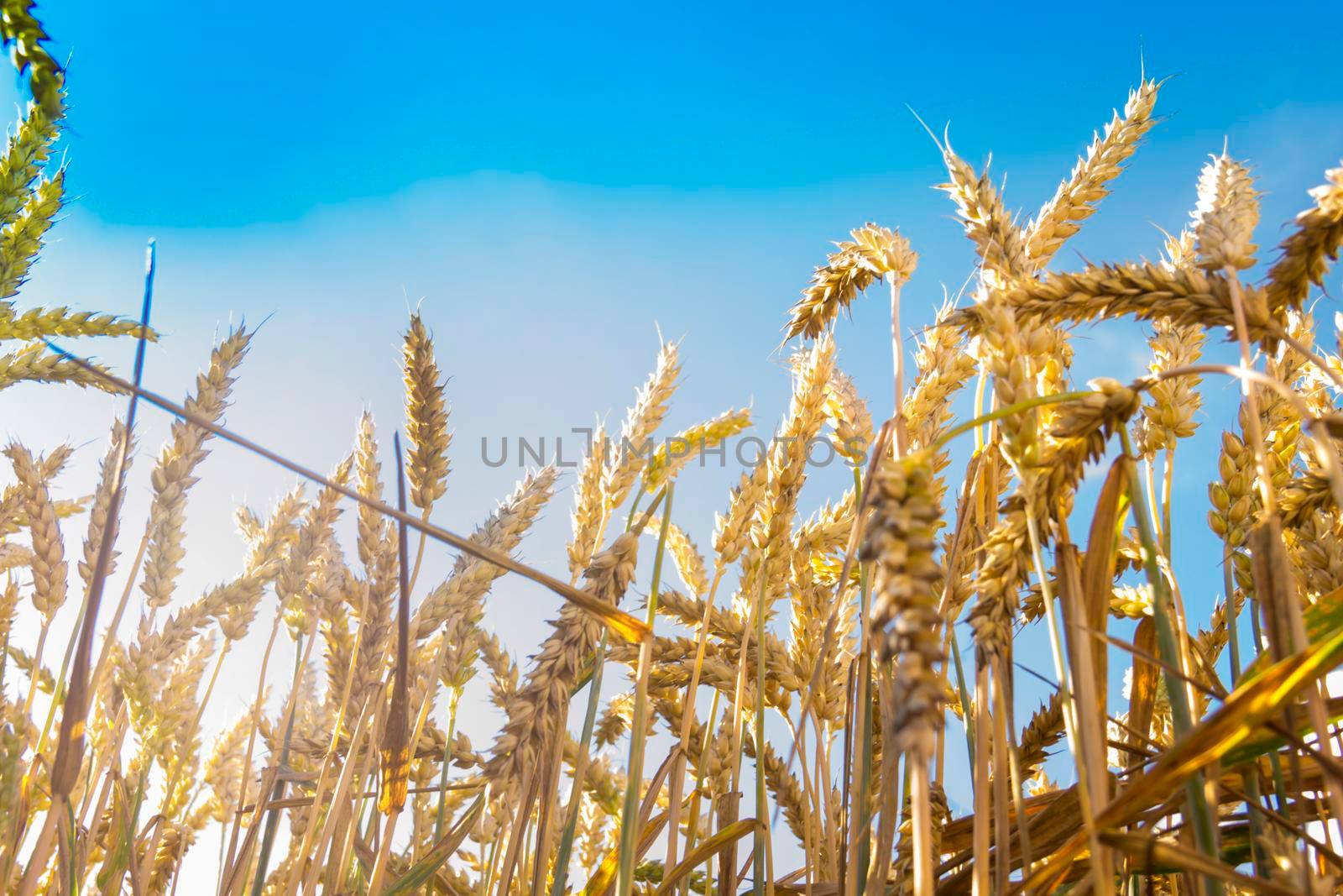 Wheat ears close-up against the background of the setting sun, blue sky and sunlight. It's time to harvest. The food crisis in the world. A field for harvesting bread.