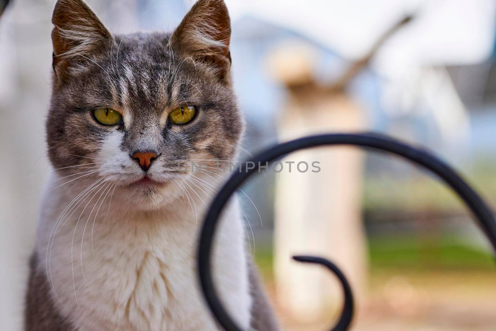 Serious gray cat. Protector of the house from mice and evil spirits. isolated by jovani68
