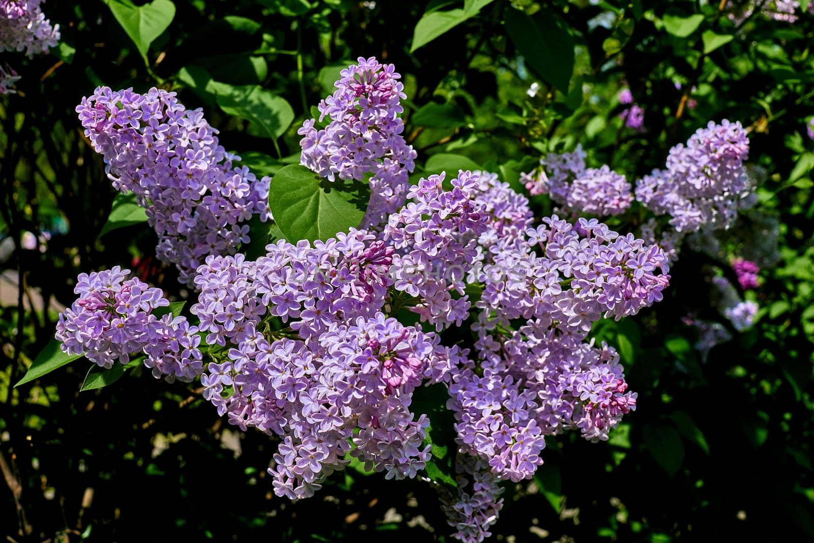 Bright rich bouquet of lilacs in a green city park by jovani68