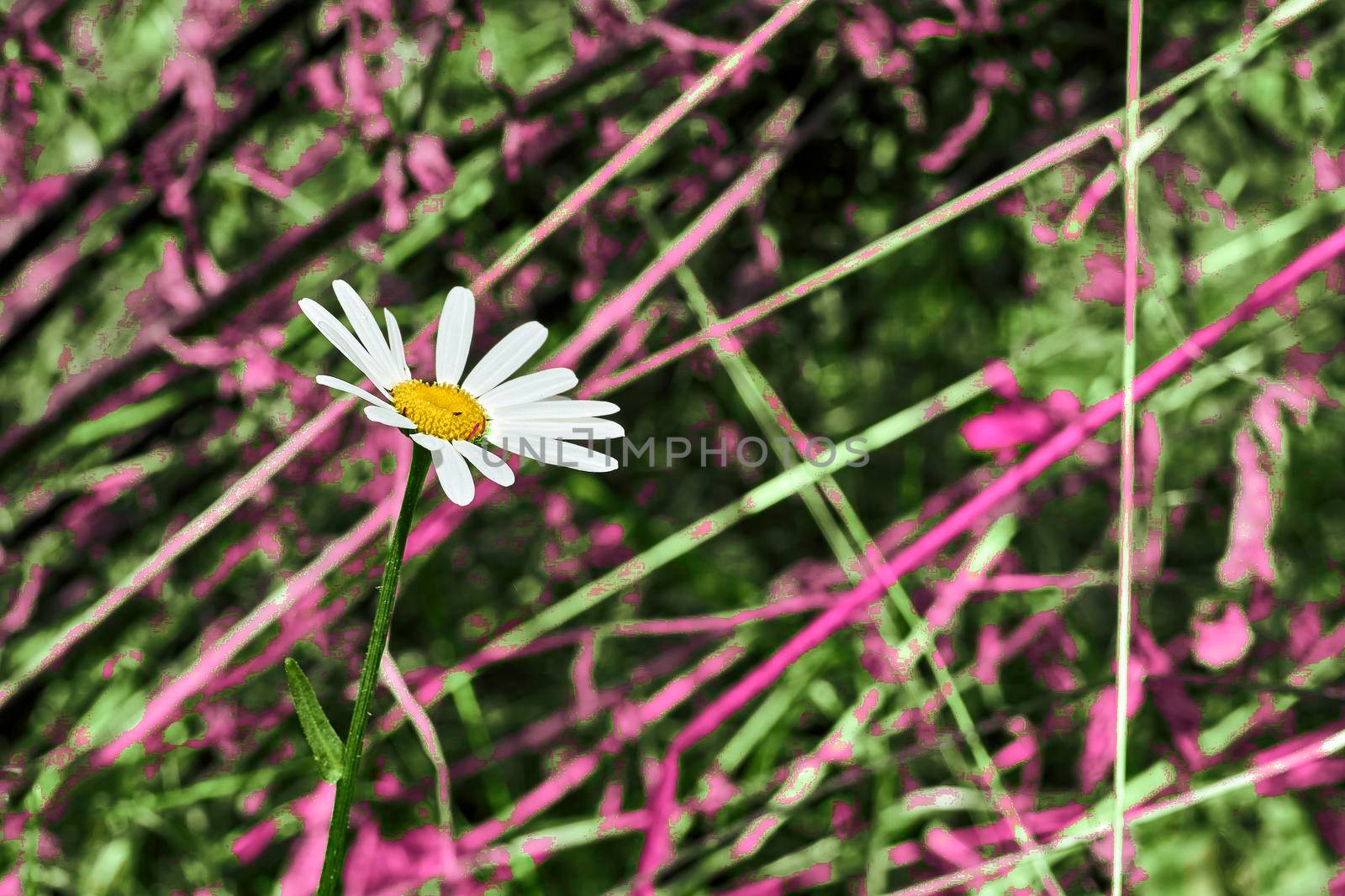 White yellow medicinal chamomile flower and abstract pink green background by jovani68