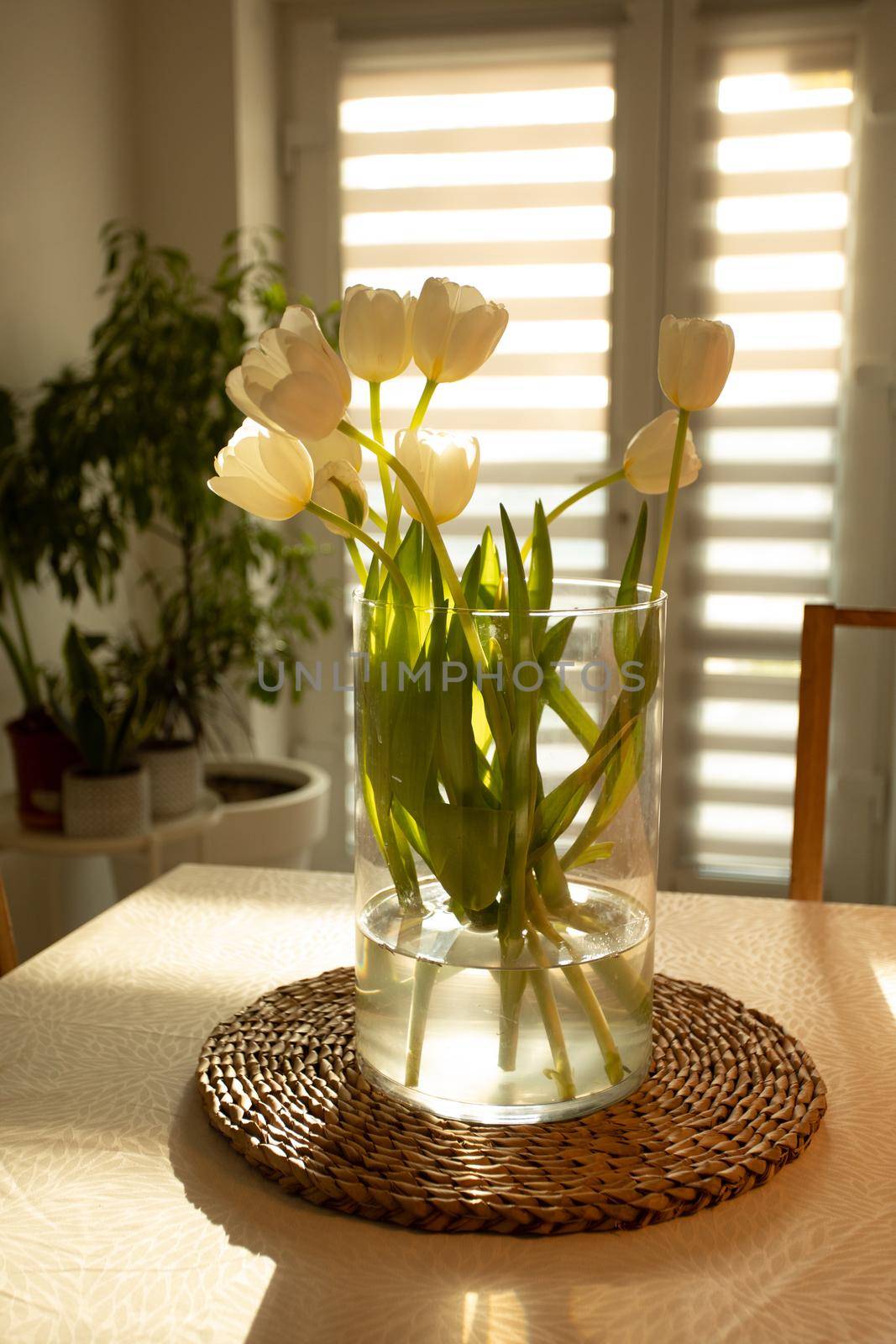 Spring flowers - white tulips in glass vase on wooden table by oksix