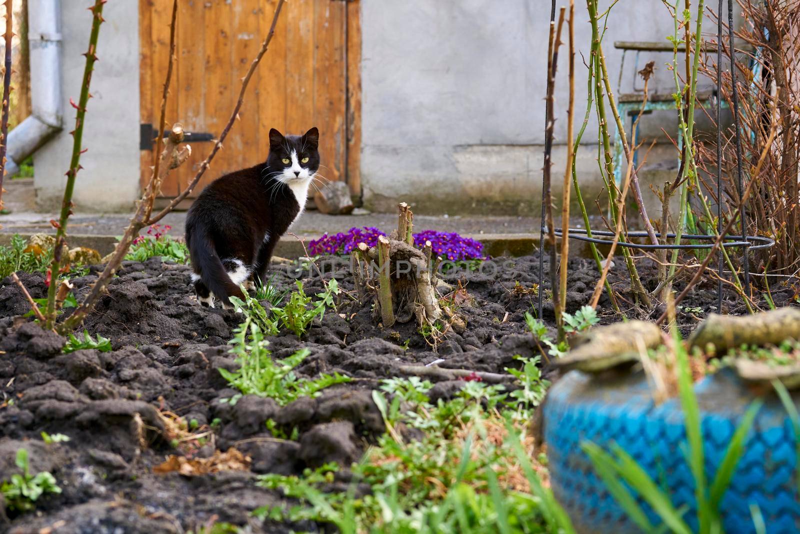 a small domesticated carnivorous mammal with soft fur, a short snout, and retractable claws. It is widely kept as a pet or for catching mice, and many breeds have been developed.