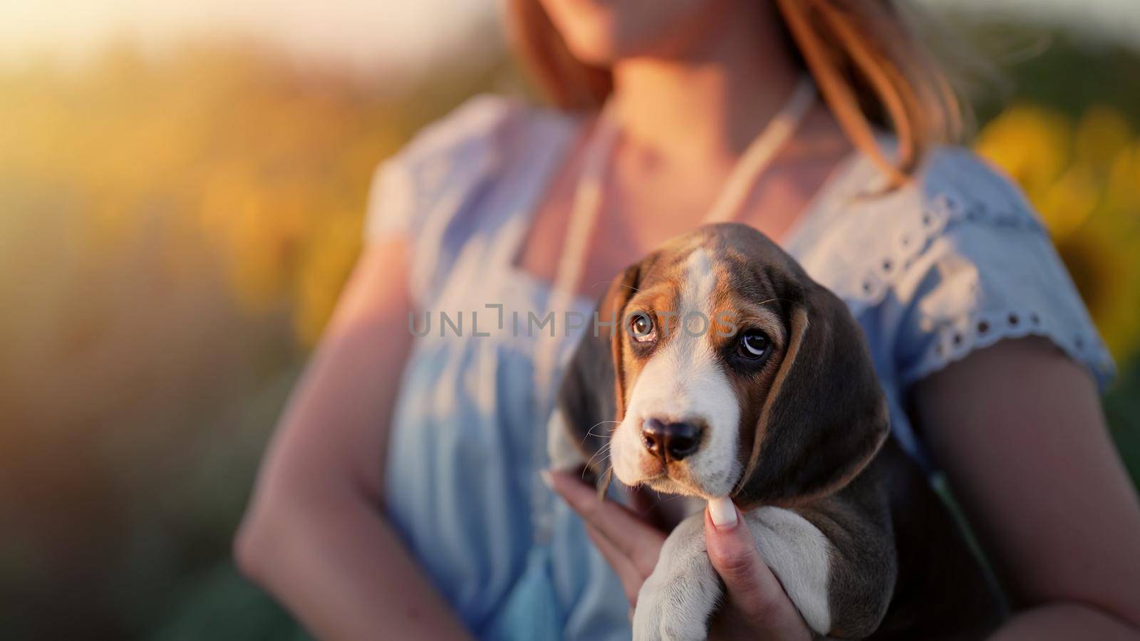 Tiny beagle puppy with his owner in beautiful sunflowers field. Woman with dog on nature backdrop. Cute lovely pet, new member of family. by kristina_kokhanova