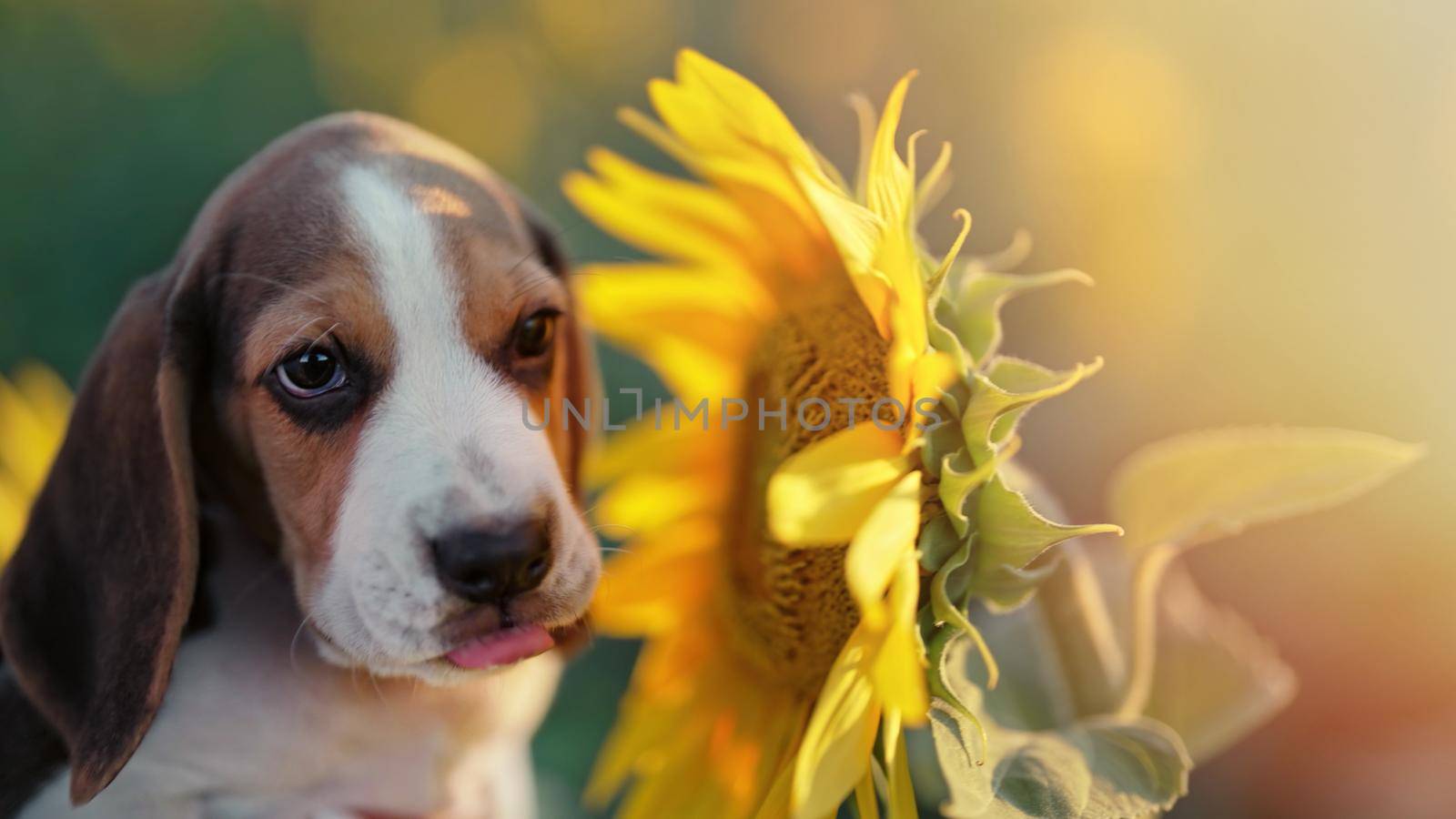 Little puppy of beagle sniffs sunflower flower in field. Beagles is always hungry, Diet, advertising pet food, dog's feed, concept. by kristina_kokhanova