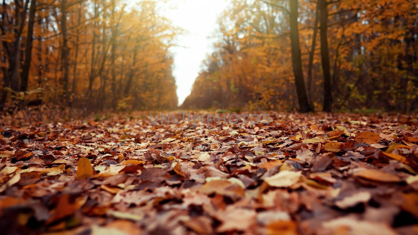 Autumn nature in forest. Falling orange leaves on ground. Fall landscape. High quality photo