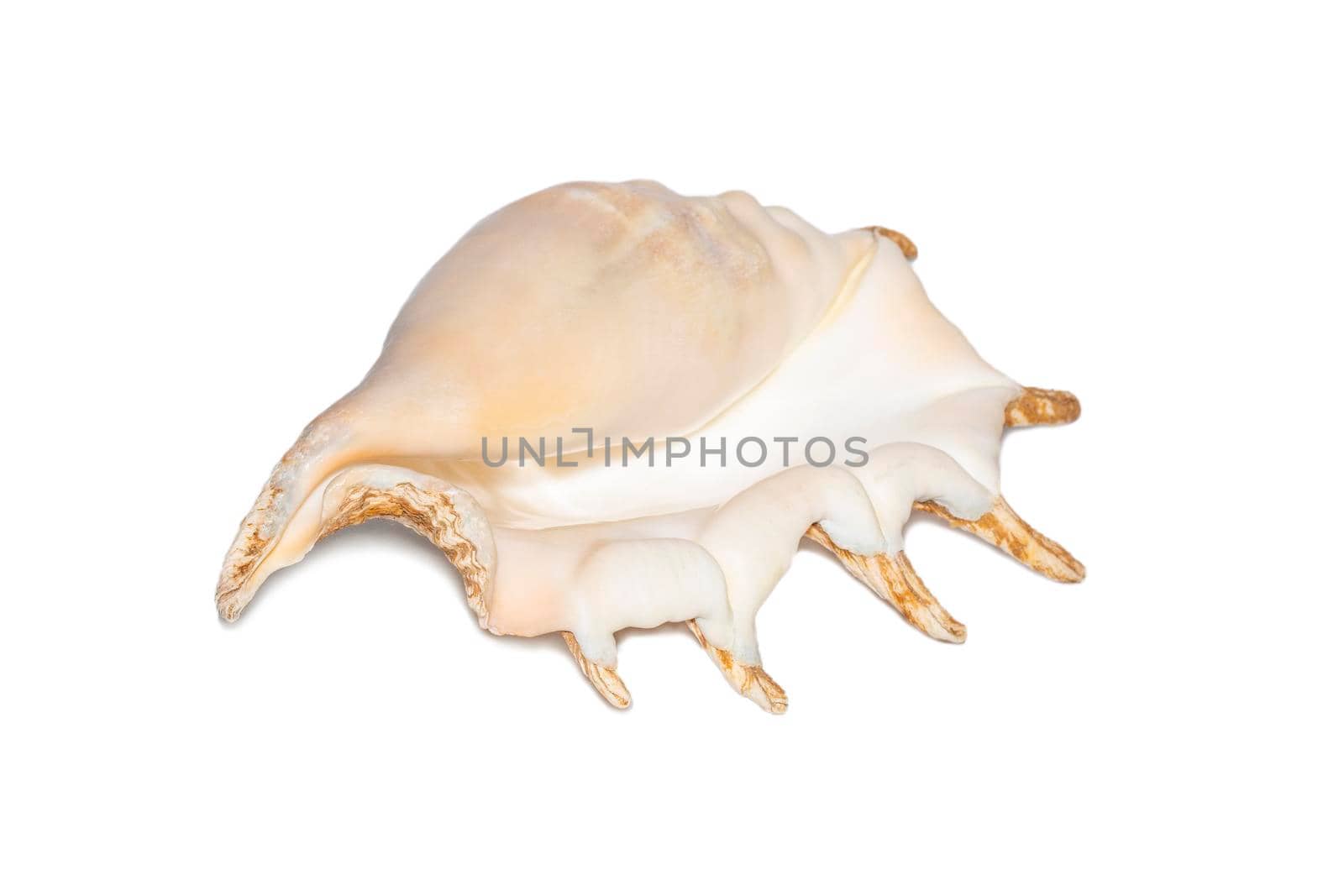 Image of spider conch seashell  on a white background. Sea shells. Undersea Animals. by yod67