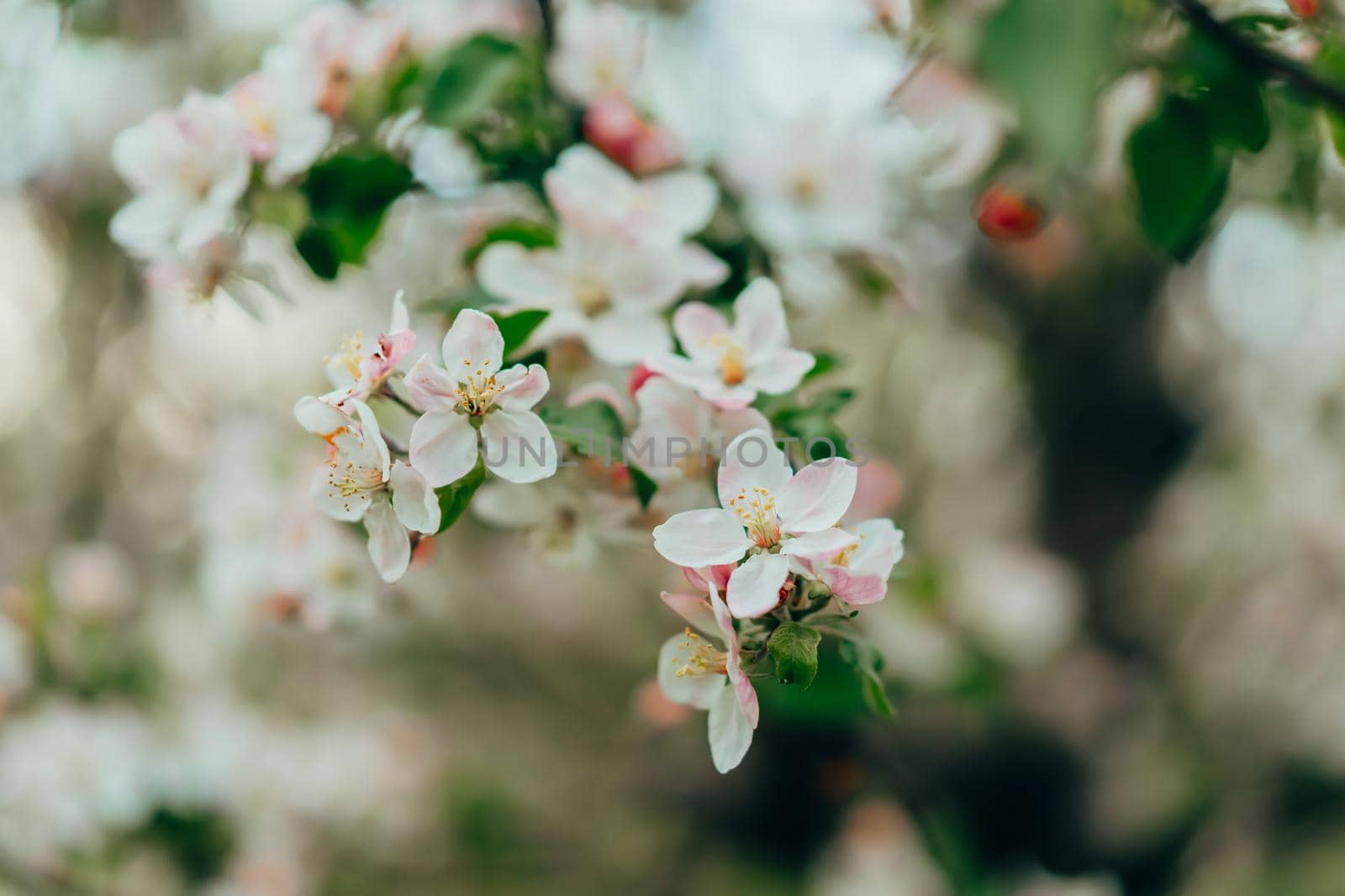 Spring easter white flowers of apple blossom on garden natural background. Blooming view. Flowering, opening petals on branches tree. High quality photo