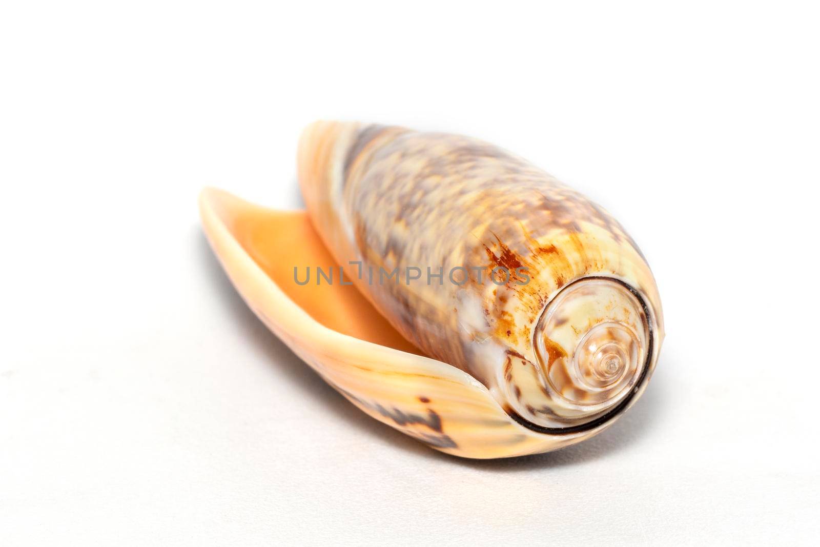 Image of cone snail shells or Cone shell on a white background. Undersea Animals. Sea shells. by yod67