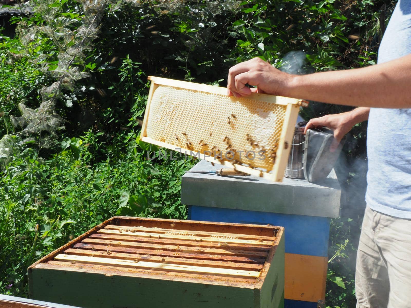 Master bee keeper pulls out a frame with honey from the beehive in the colony. by verbano