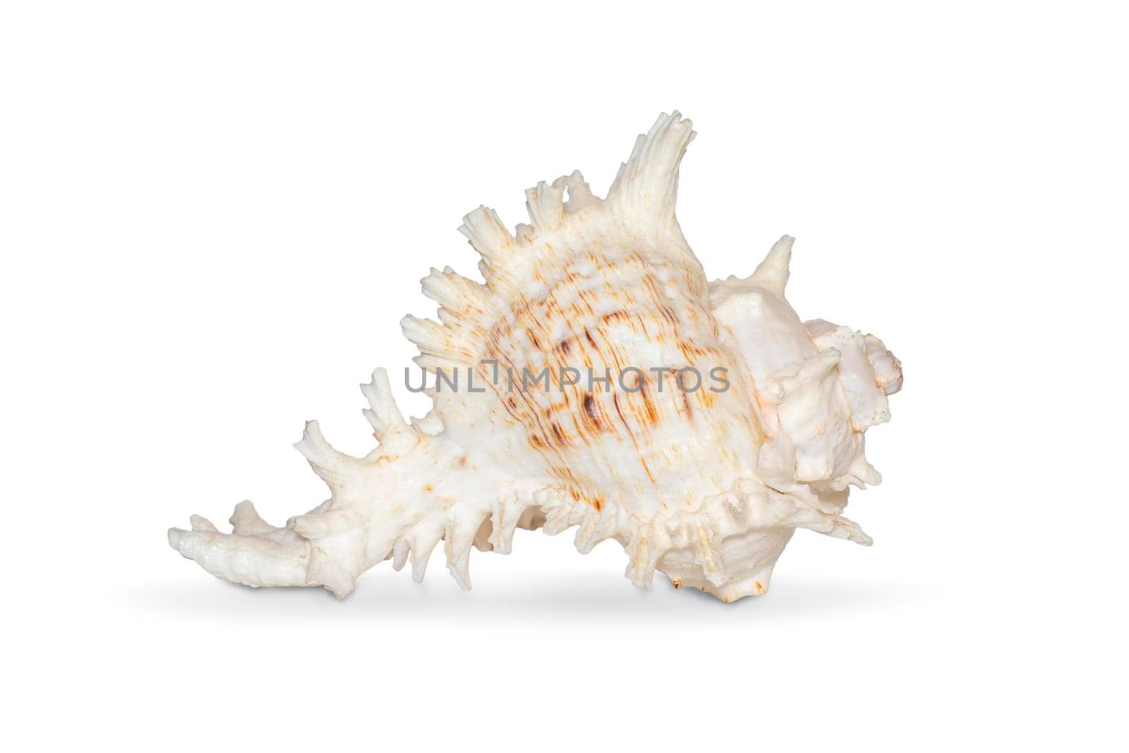 Image of natural large conch shell kirin snail thousands on a white background. Undersea Animals. Sea shells.