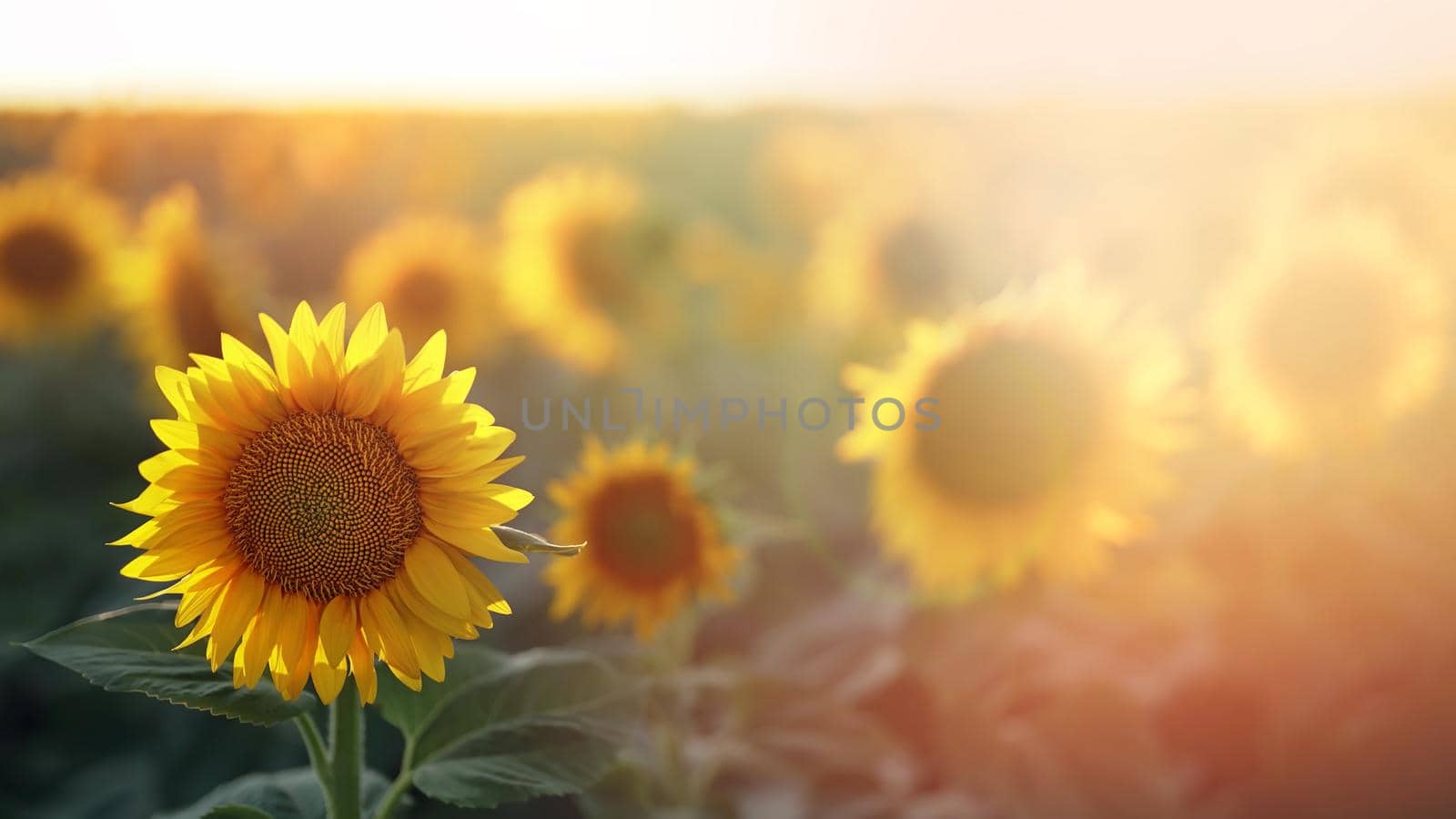 Sunflowers field background. Agriculture, harvest concept. Ukraine is world's first exporter of sunflower seeds and oil. Agriculture, harvest concept. Steadicam slow motion. High quality photo