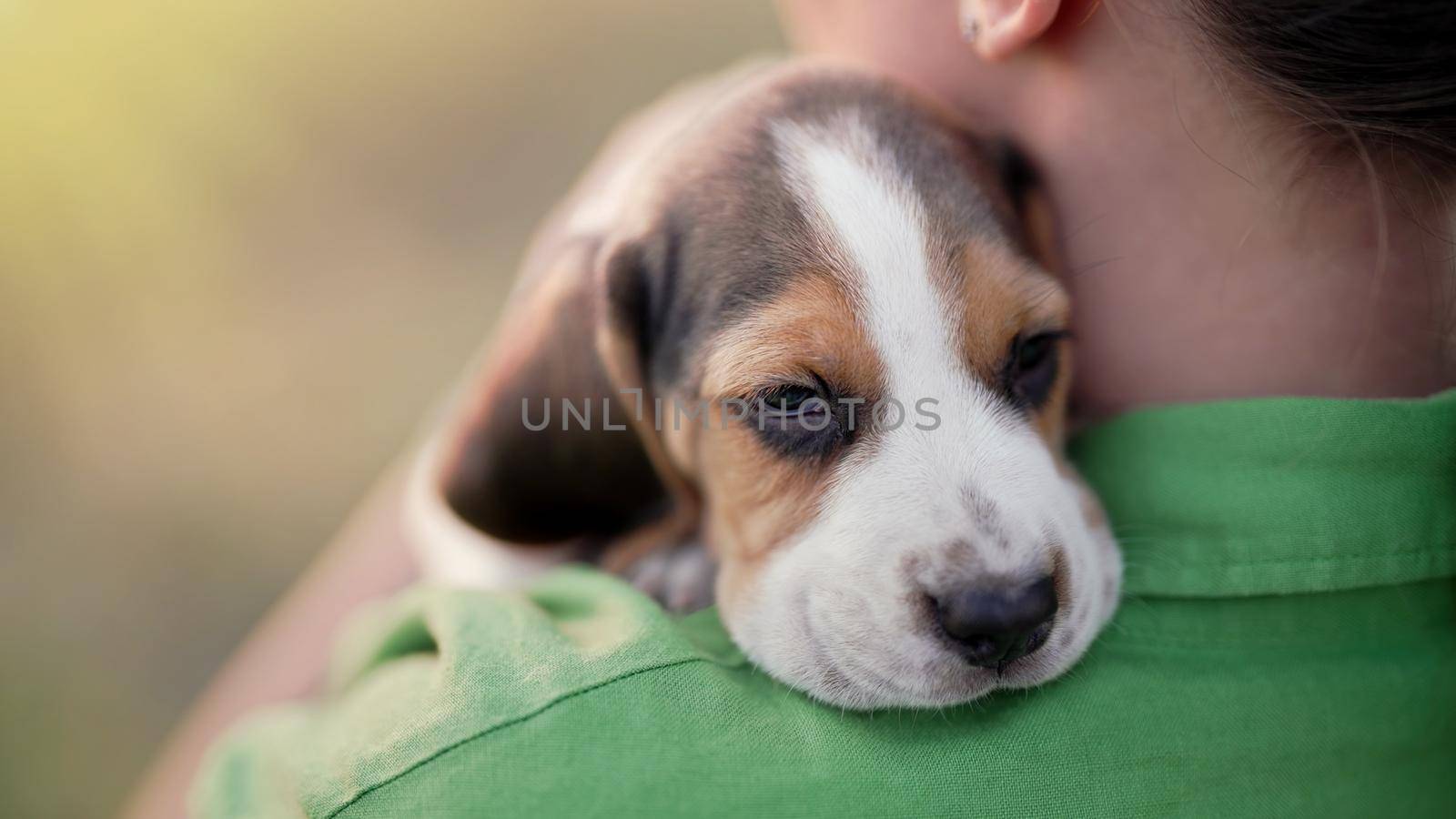 Tiny beagle puppy on shoulder of his owner. Woman stroking dog on nature backdrop. Cute lovely pet, new member of family. . High quality photo