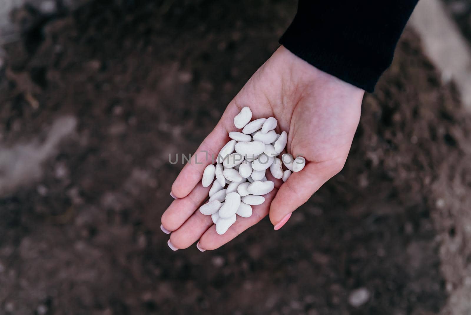 Female farmer holding raw white kidney beans, ready to pours out seeds in vegetable garden soil at springtime. Organic farming and gardening, agriculture, nutrition concept. Protein for vegans by kristina_kokhanova