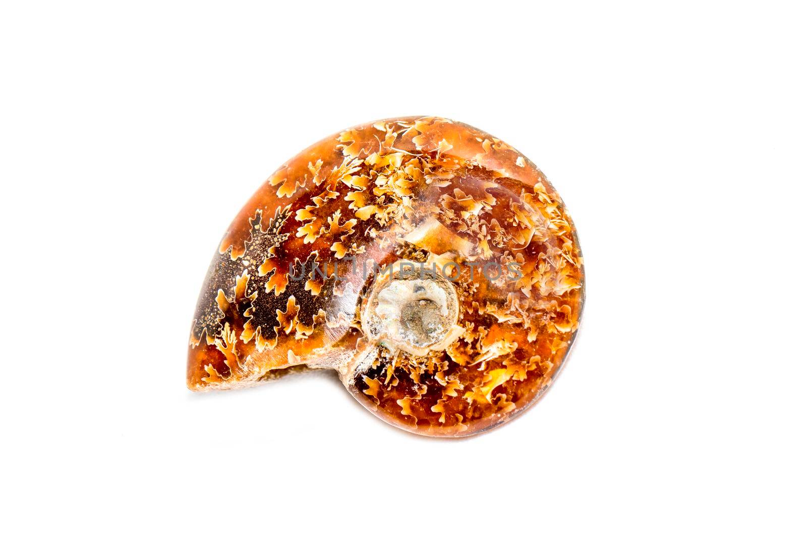 Image of orange pattern ammonite on a white background. Fossil. Sea shells. by yod67